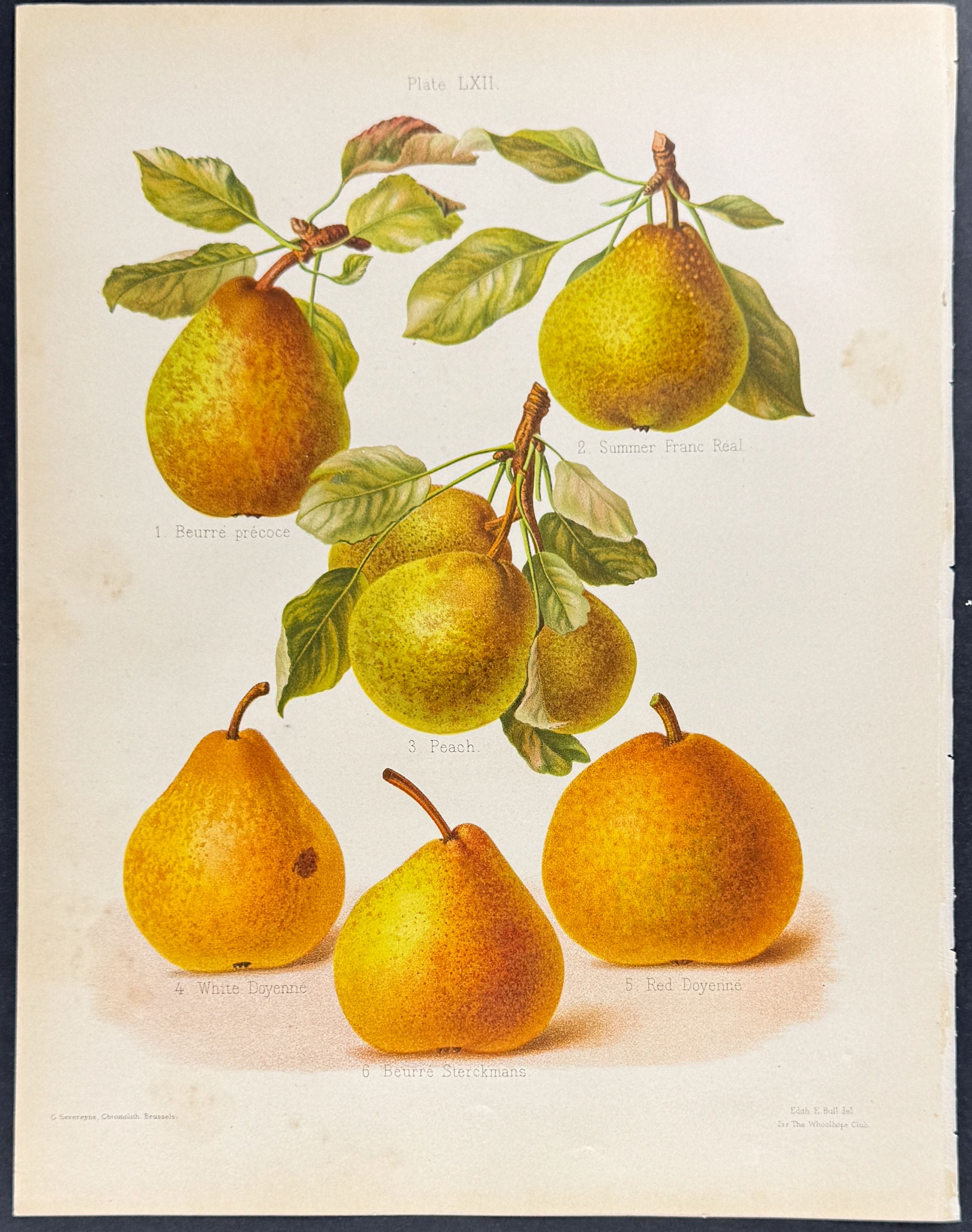 Pears