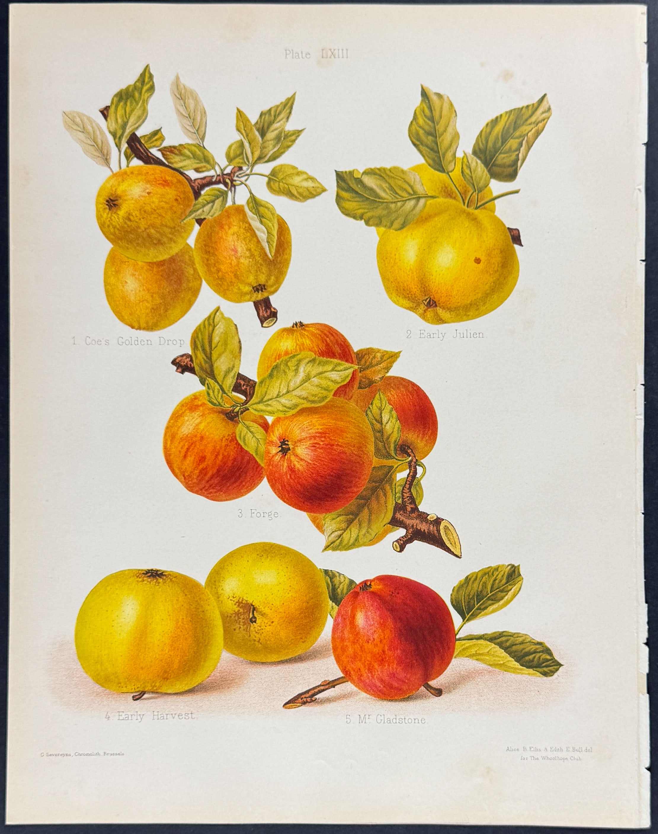 Apples