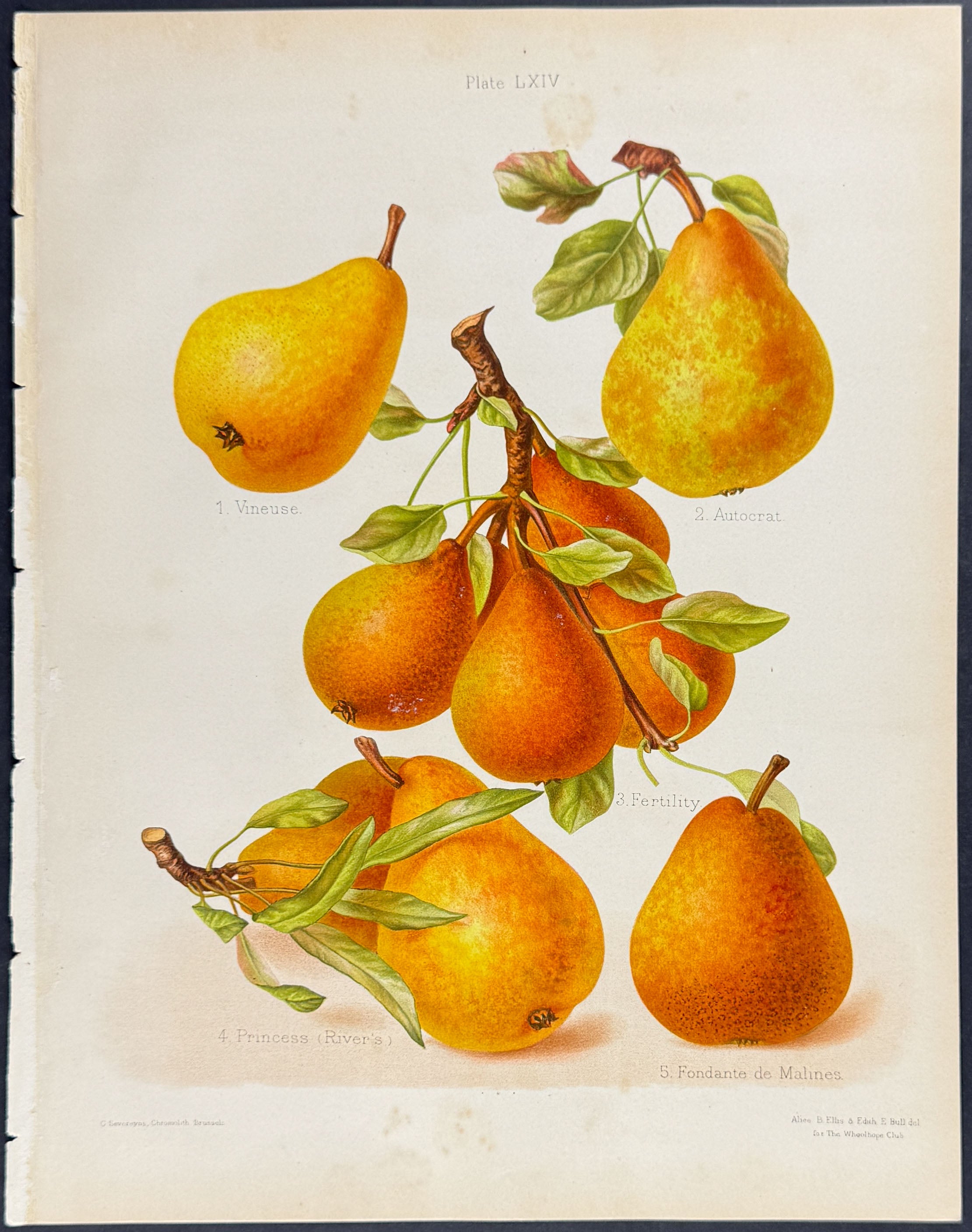 Pears