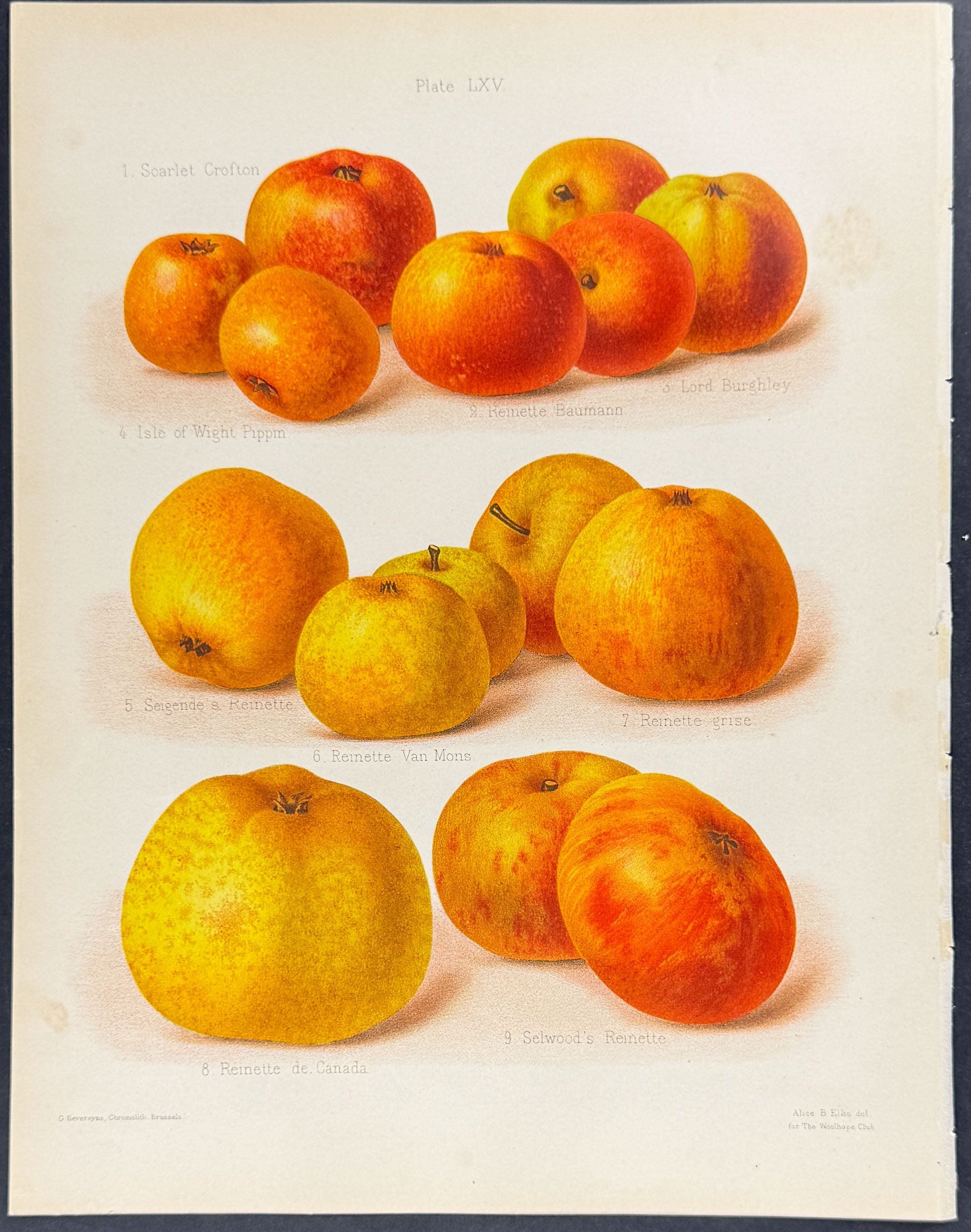 Apples