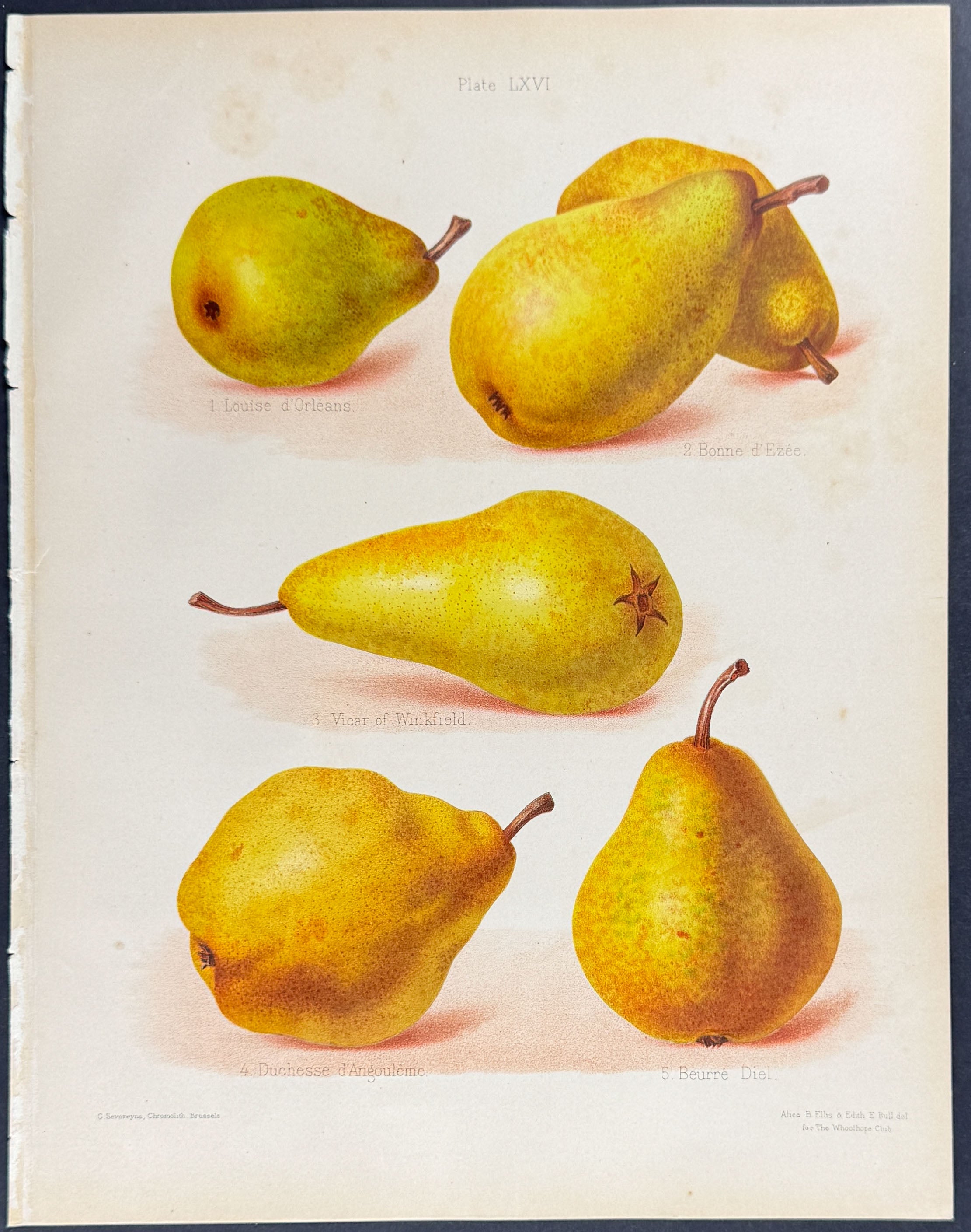 Pears