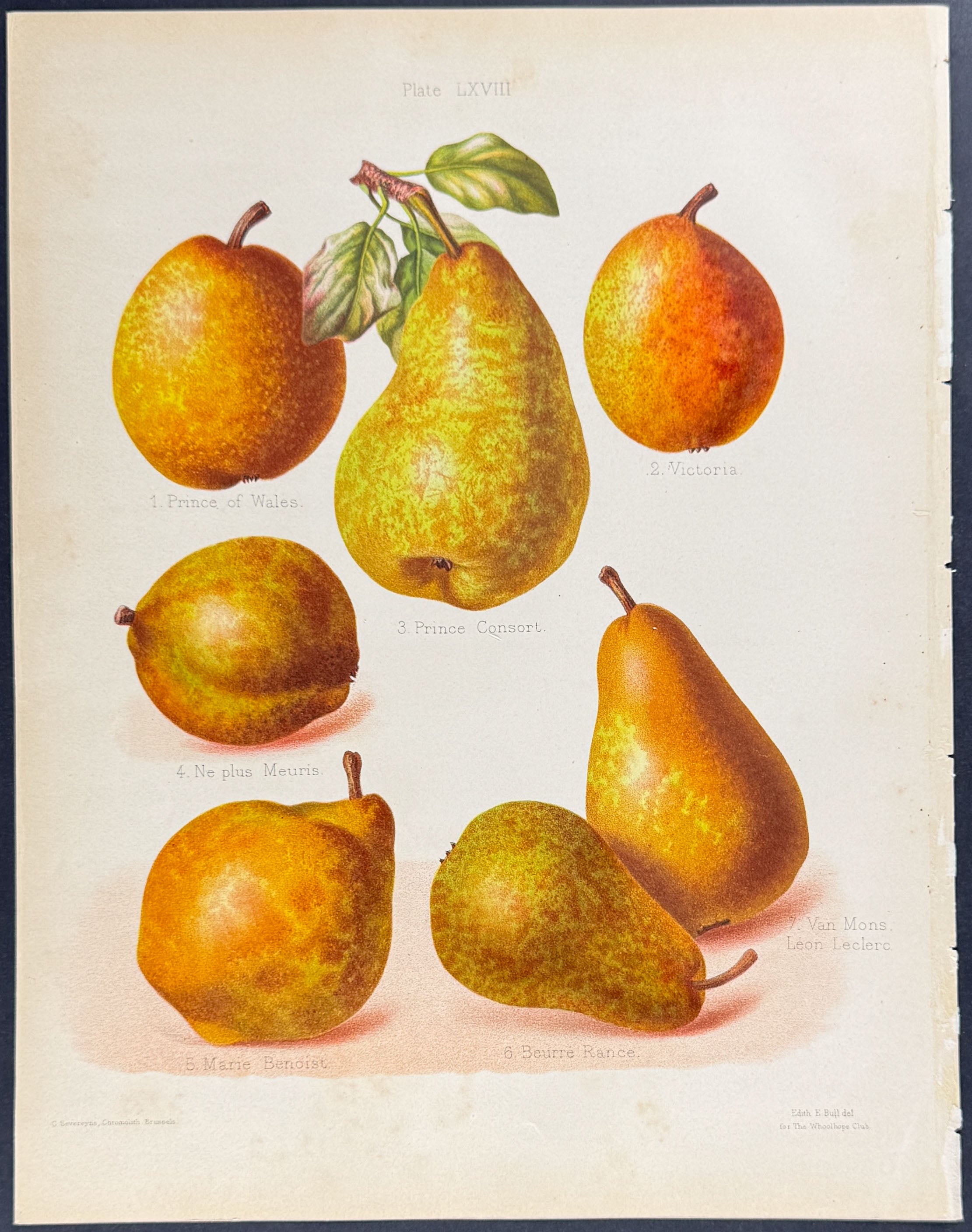 Pears