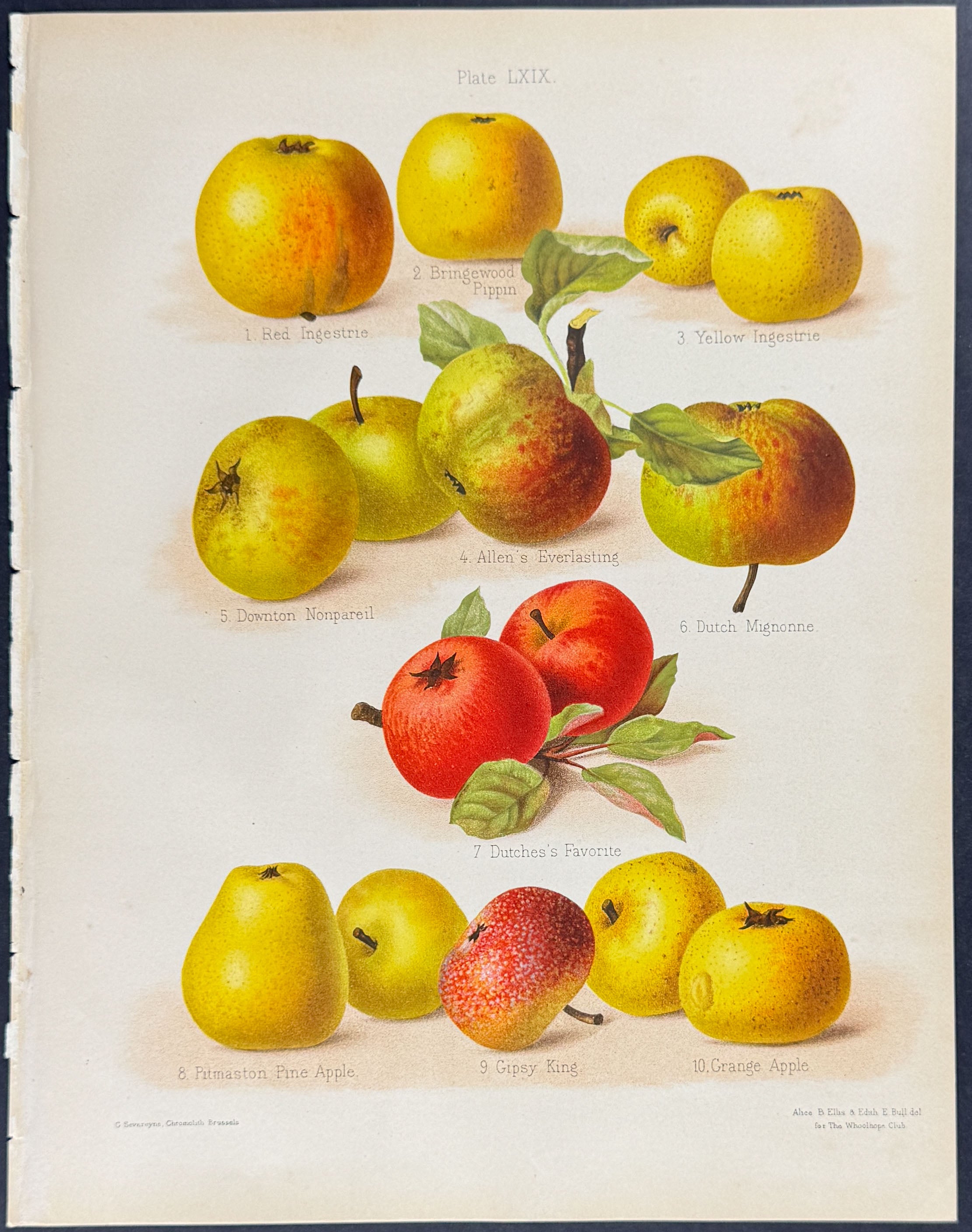 Apples
