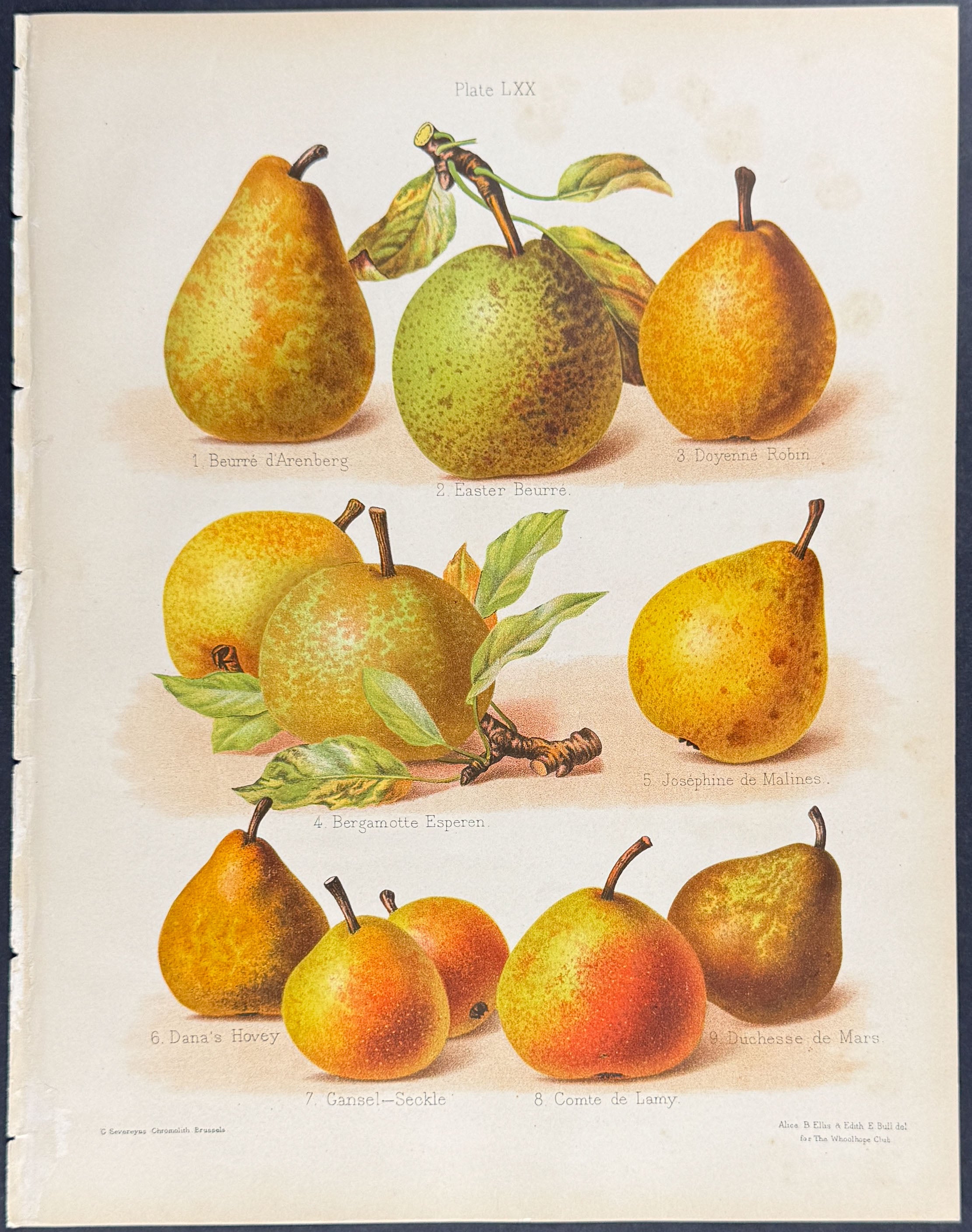 Pears
