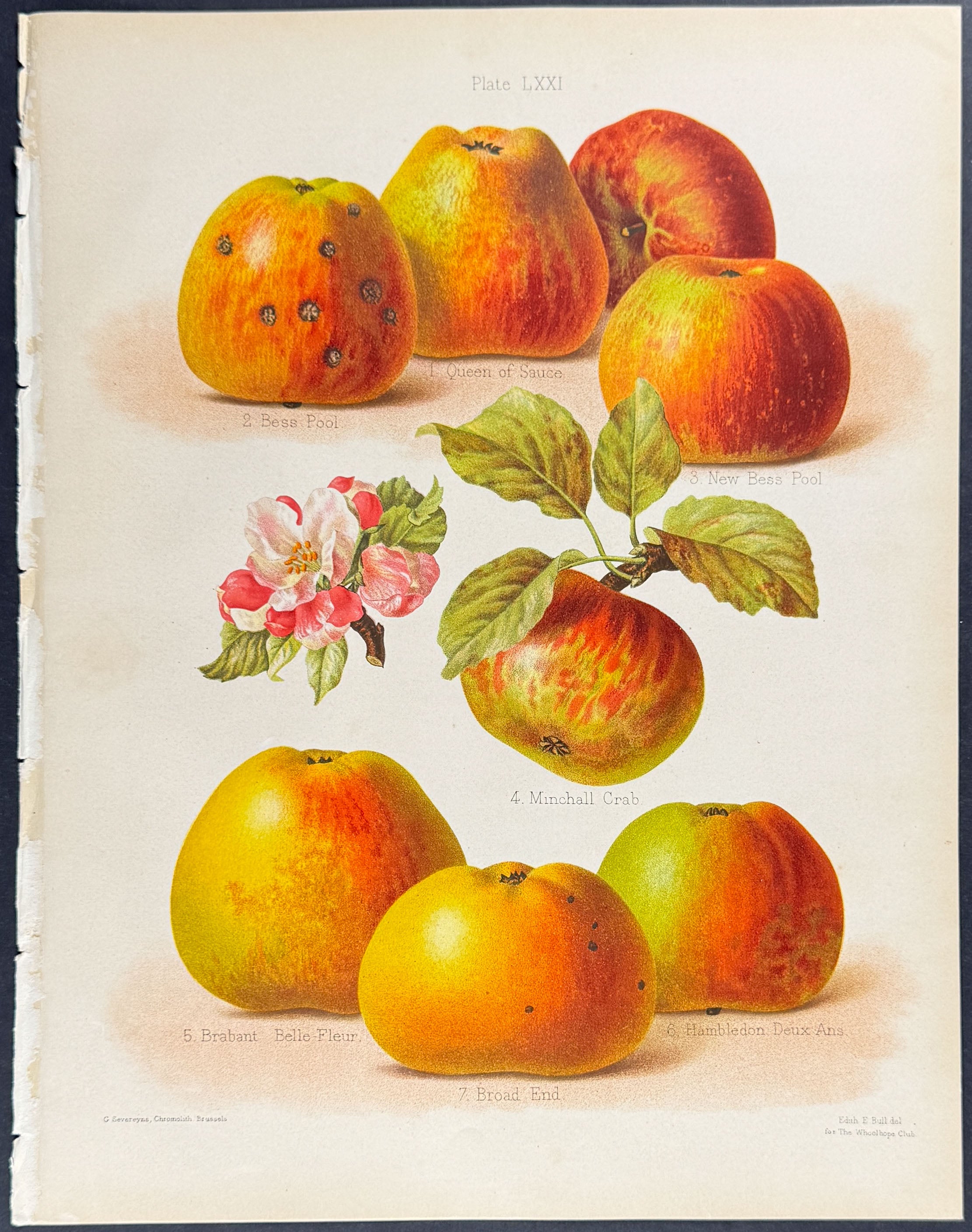 Apples