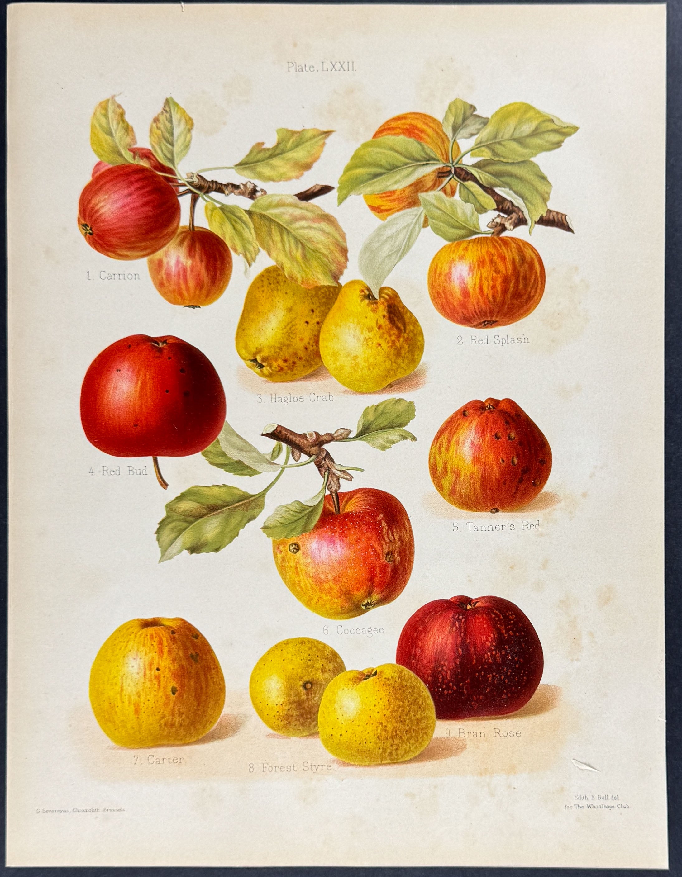 Apples