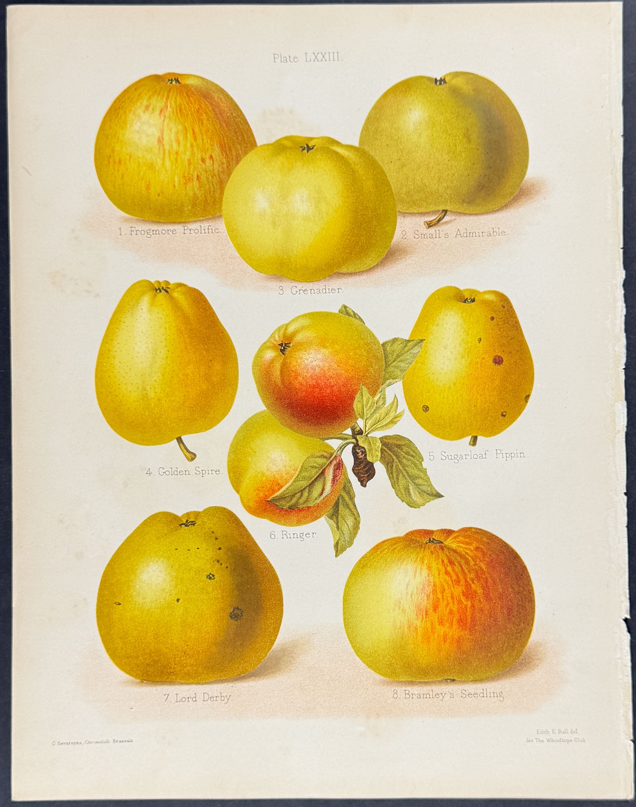 Apples