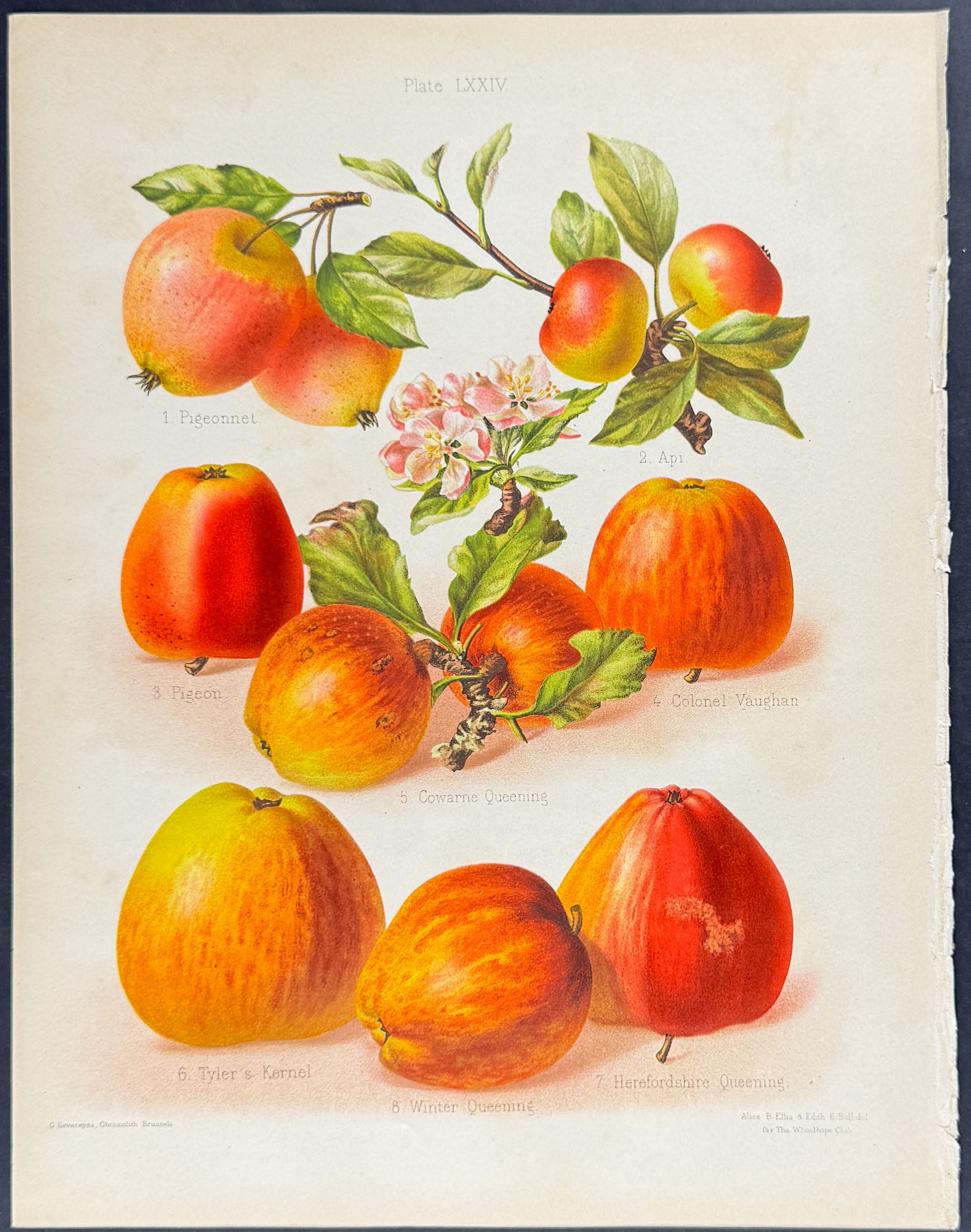Apples