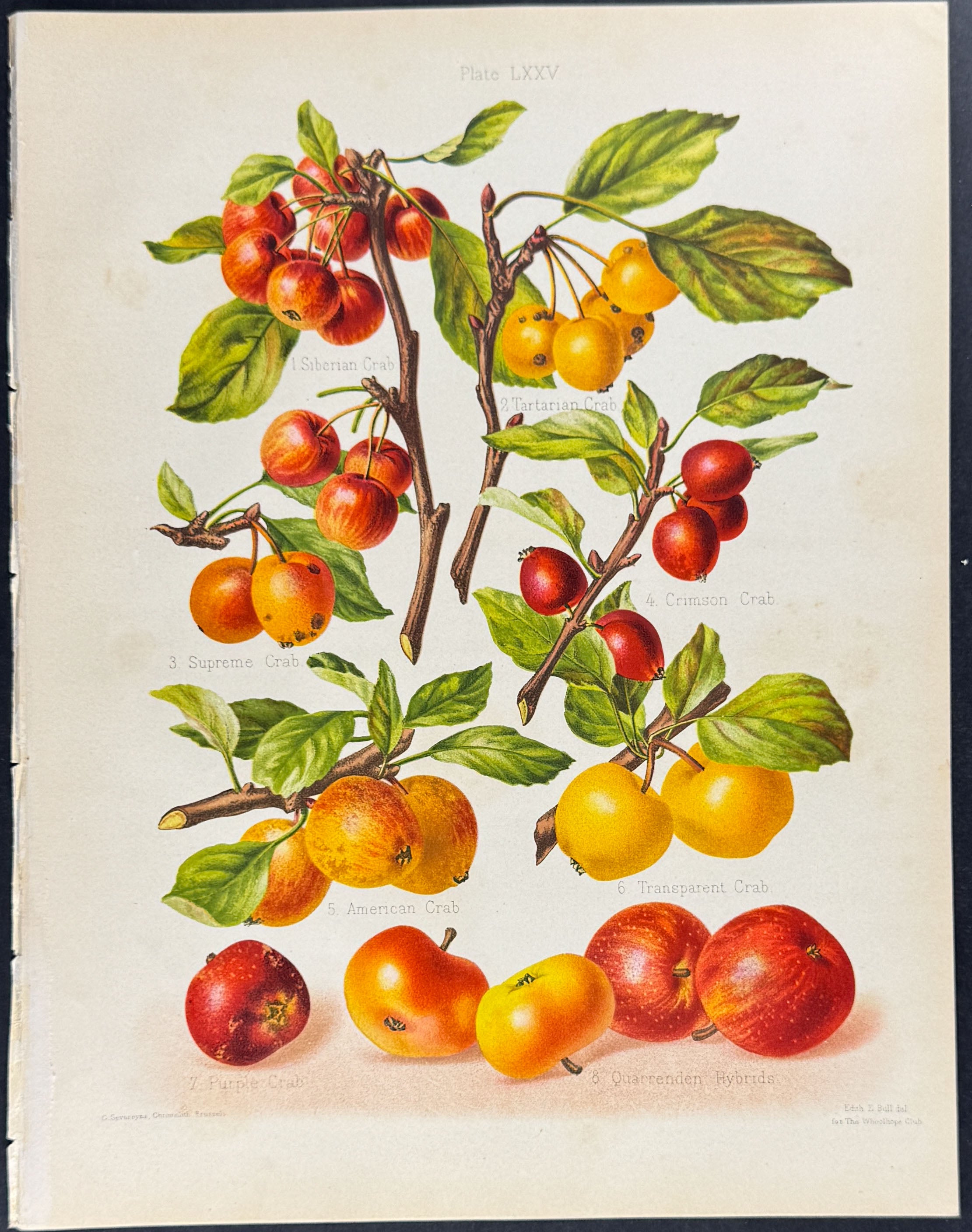 Apples