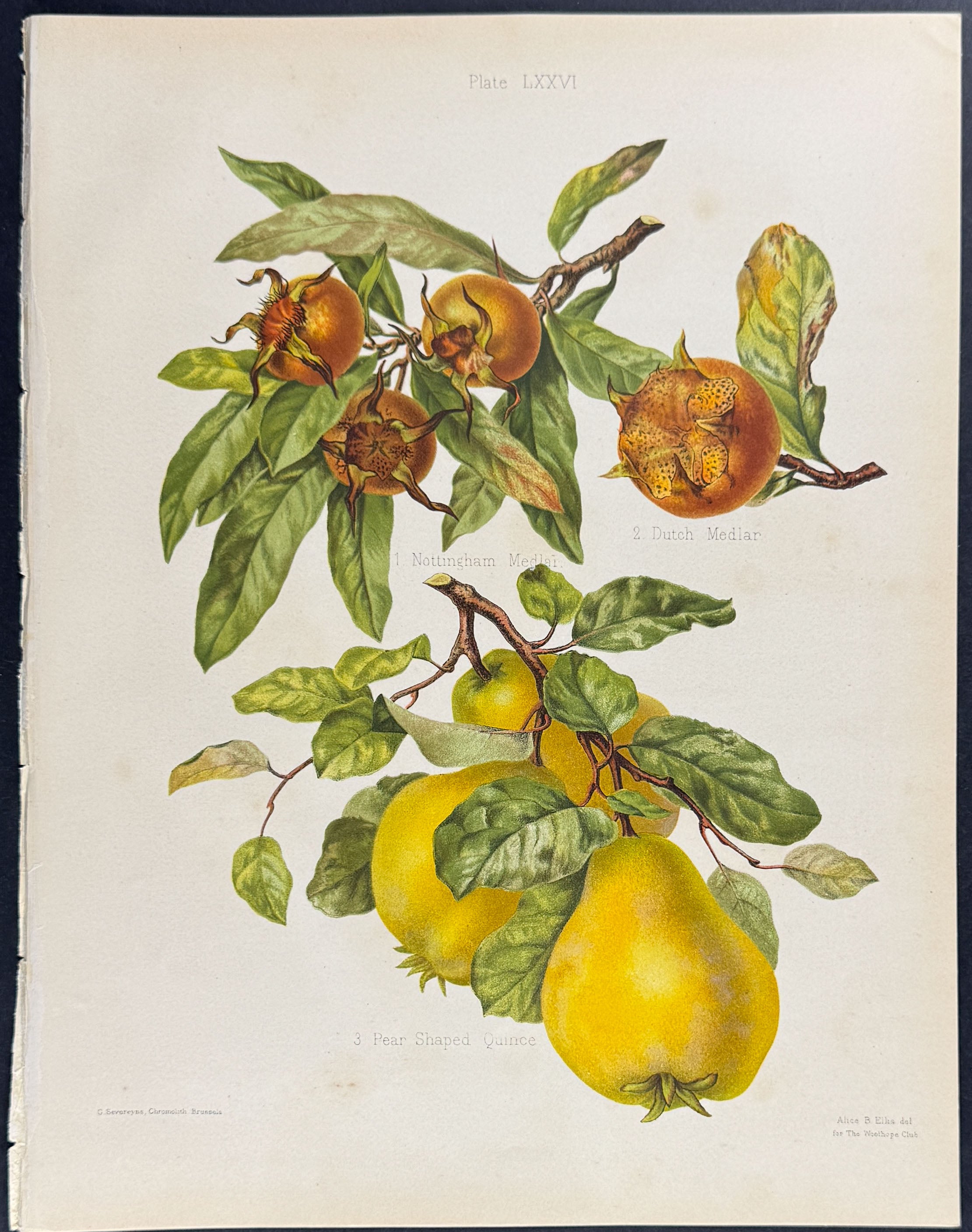 Pears