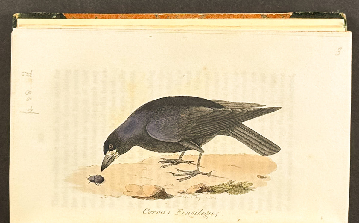 Smith's British Ornithology - 3 Volumes with 177 Originally Hand-colored Engravings