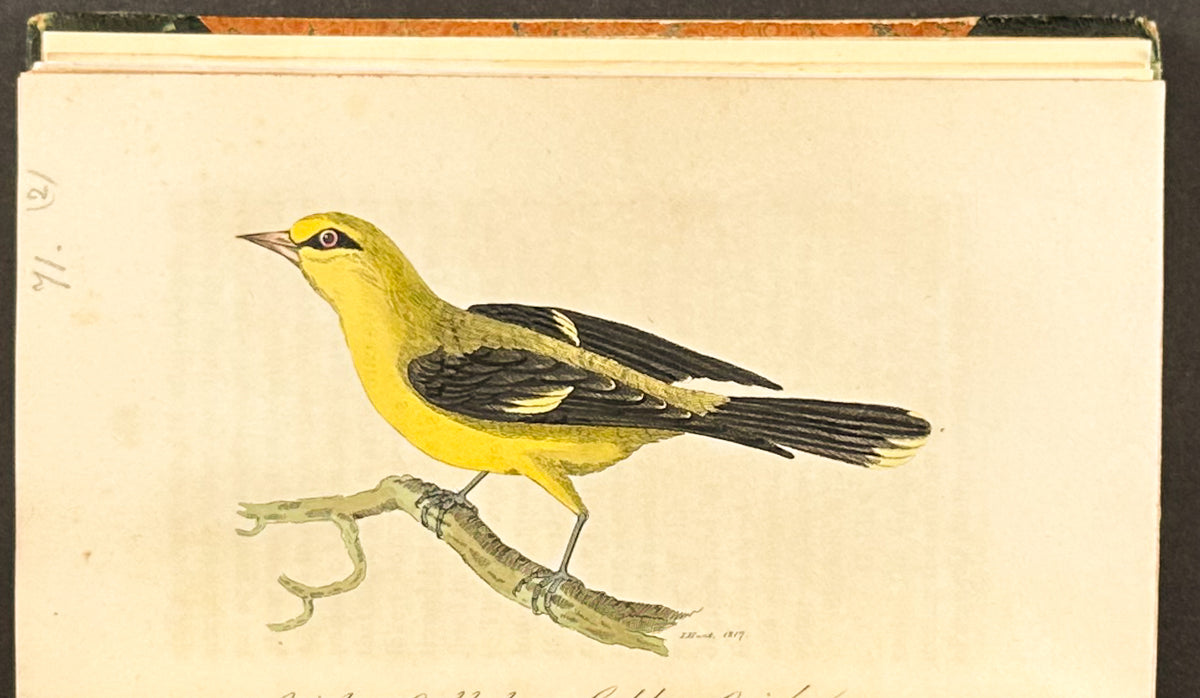 Smith's British Ornithology - 3 Volumes with 177 Originally Hand-colored Engravings