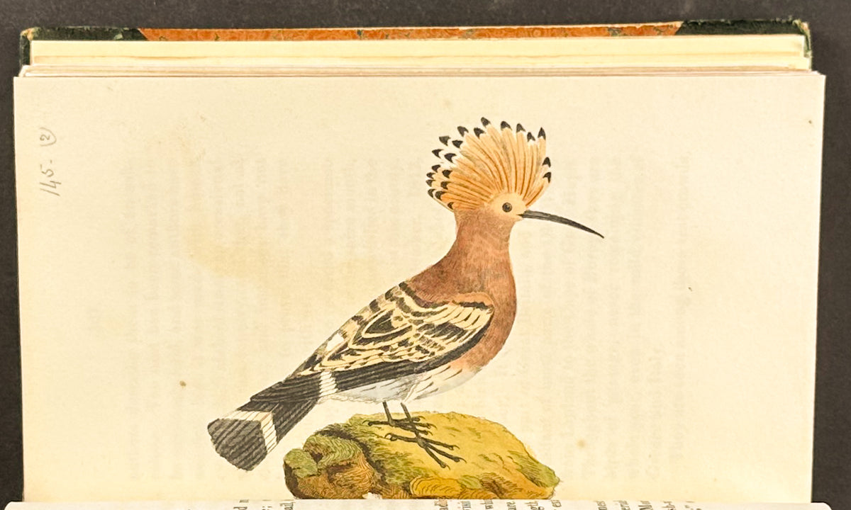 Smith's British Ornithology - 3 Volumes with 177 Originally Hand-colored Engravings