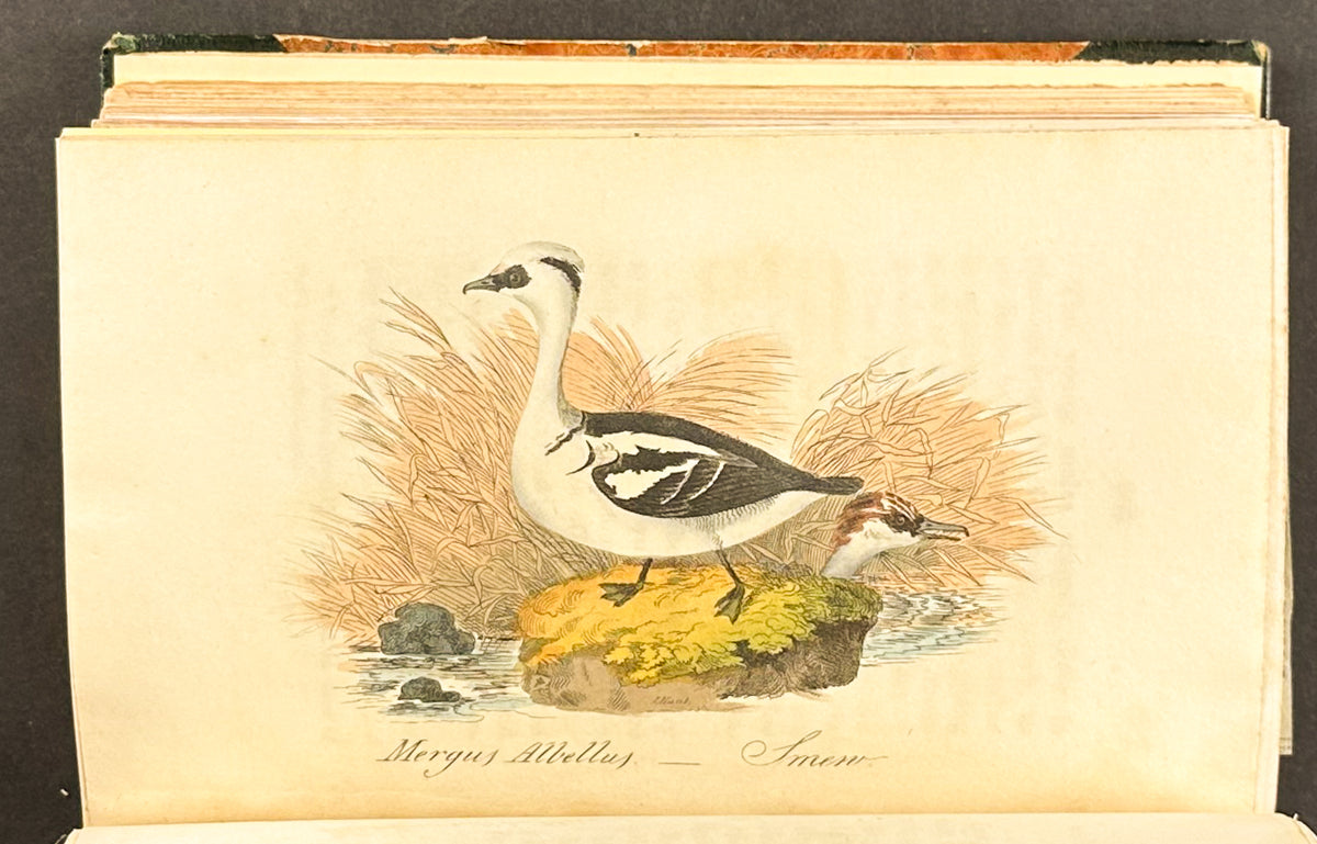 Smith's British Ornithology - 3 Volumes with 177 Originally Hand-colored Engravings
