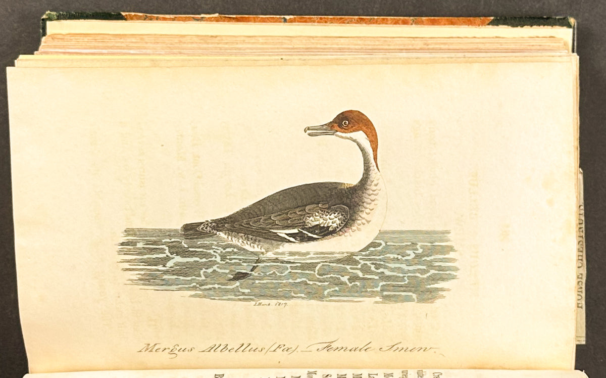 Smith's British Ornithology - 3 Volumes with 177 Originally Hand-colored Engravings