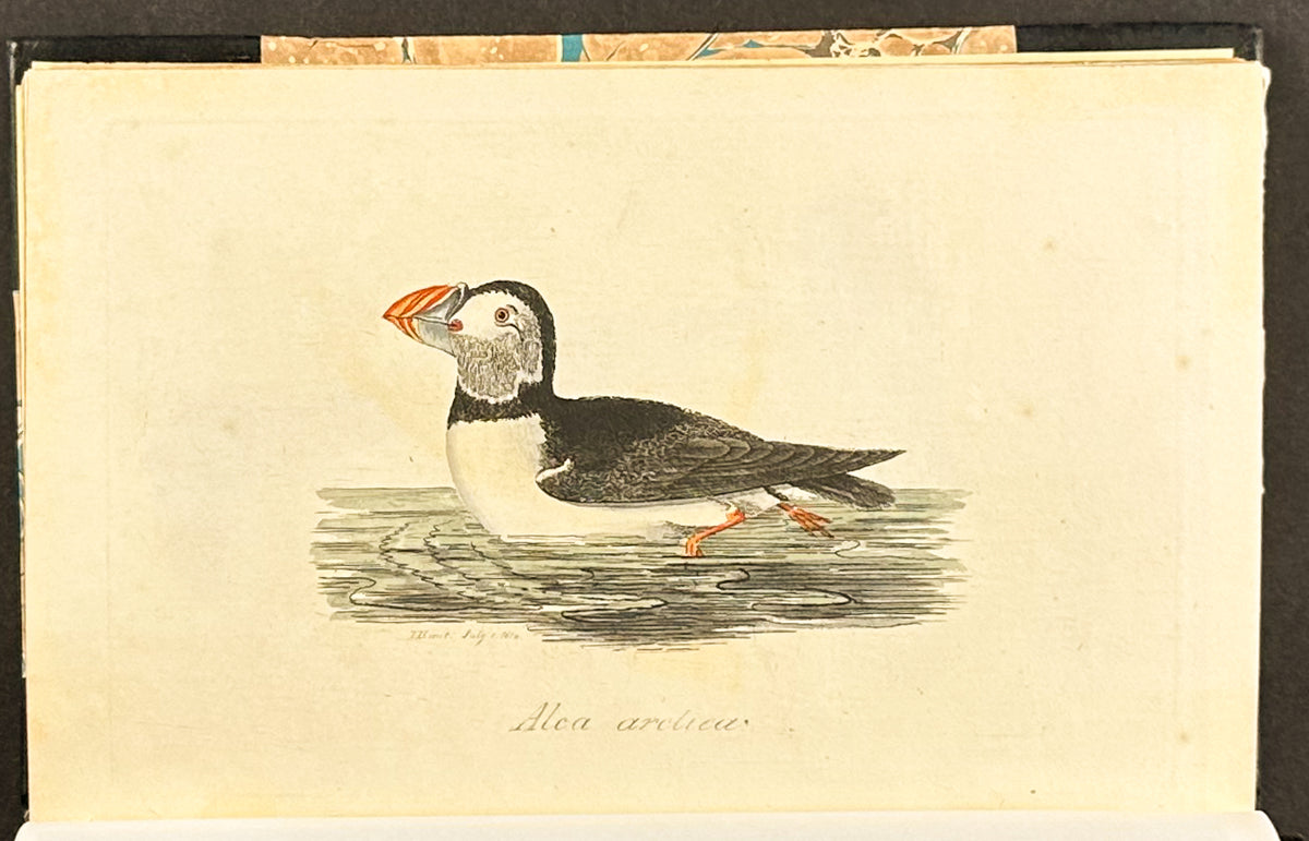 Smith's British Ornithology - 3 Volumes with 177 Originally Hand-colored Engravings