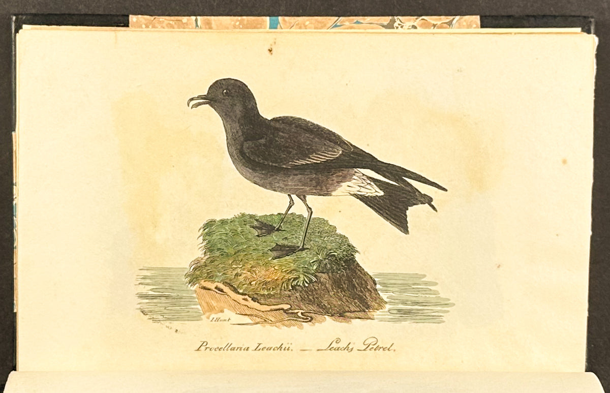Smith's British Ornithology - 3 Volumes with 177 Originally Hand-colored Engravings