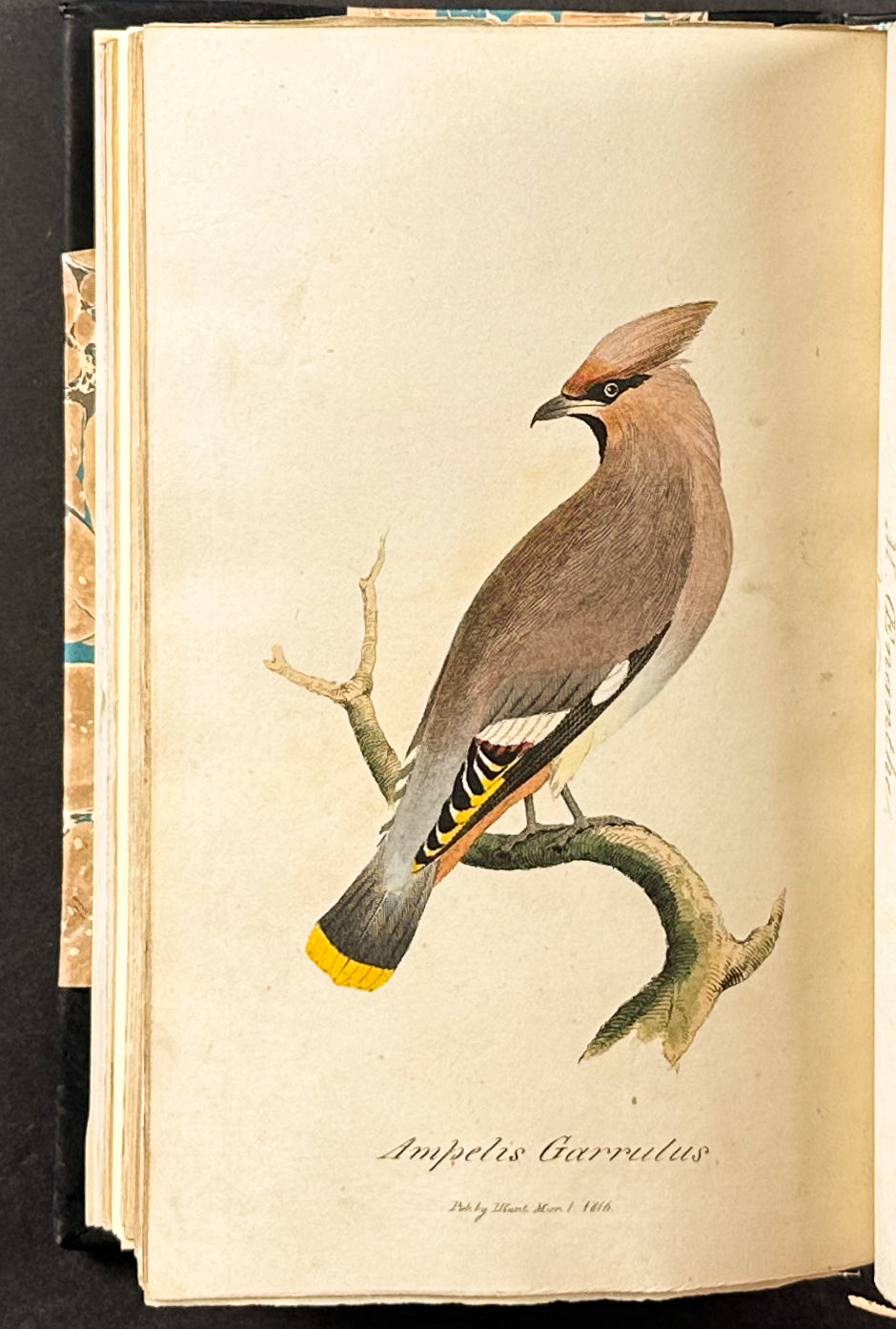 Smith's British Ornithology - 3 Volumes with 177 Originally Hand-colored Engravings