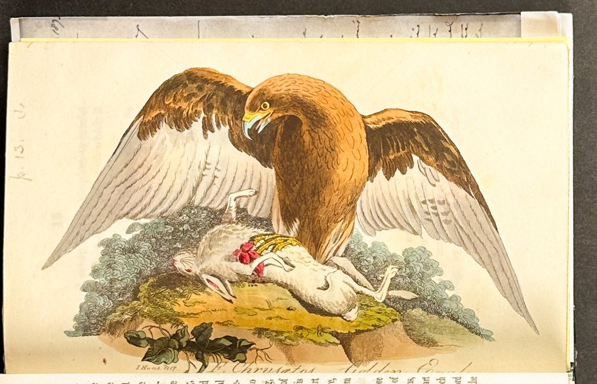 Smith's British Ornithology - 3 Volumes with 177 Originally Hand-colored Engravings