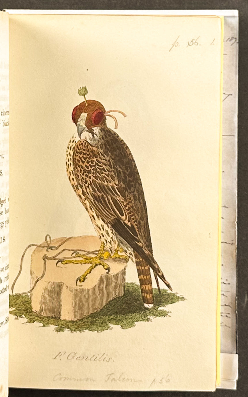 Smith's British Ornithology - 3 Volumes with 177 Originally Hand-colored Engravings