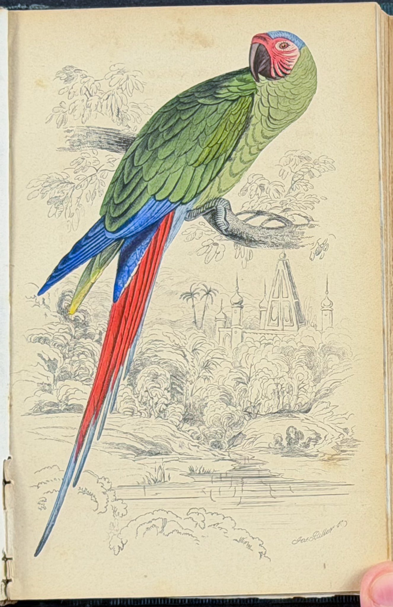 Jardine & Selby's Parrots - Volume with 30 Originally Hand-colored Engravings