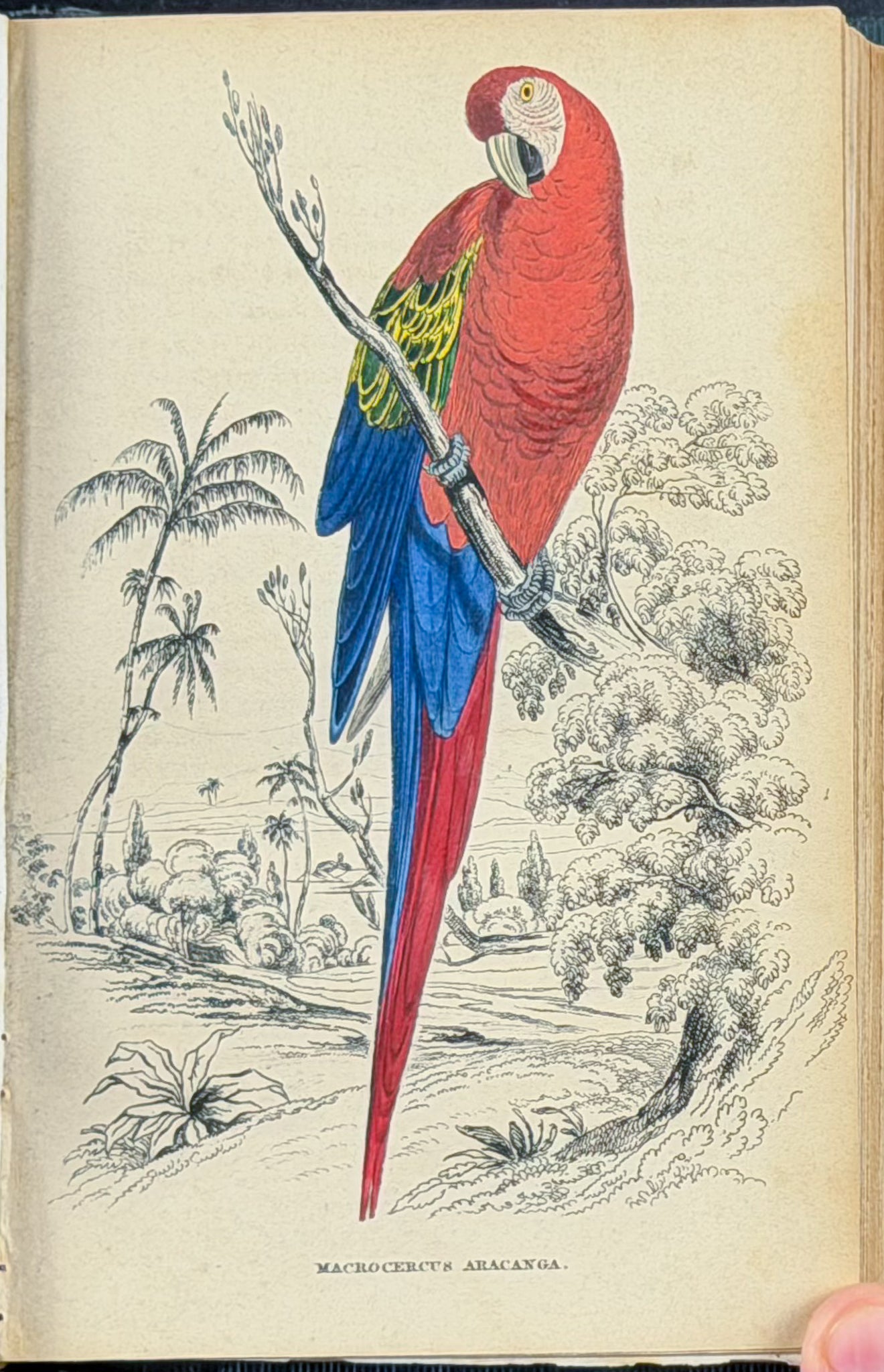 Jardine & Selby's Parrots - Volume with 30 Originally Hand-colored Engravings