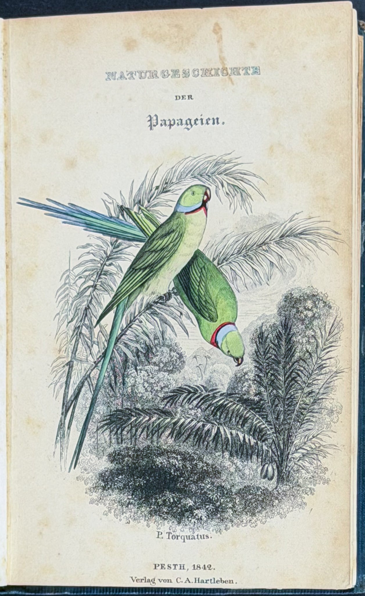 Jardine & Selby's Parrots - Volume with 30 Originally Hand-colored Engravings