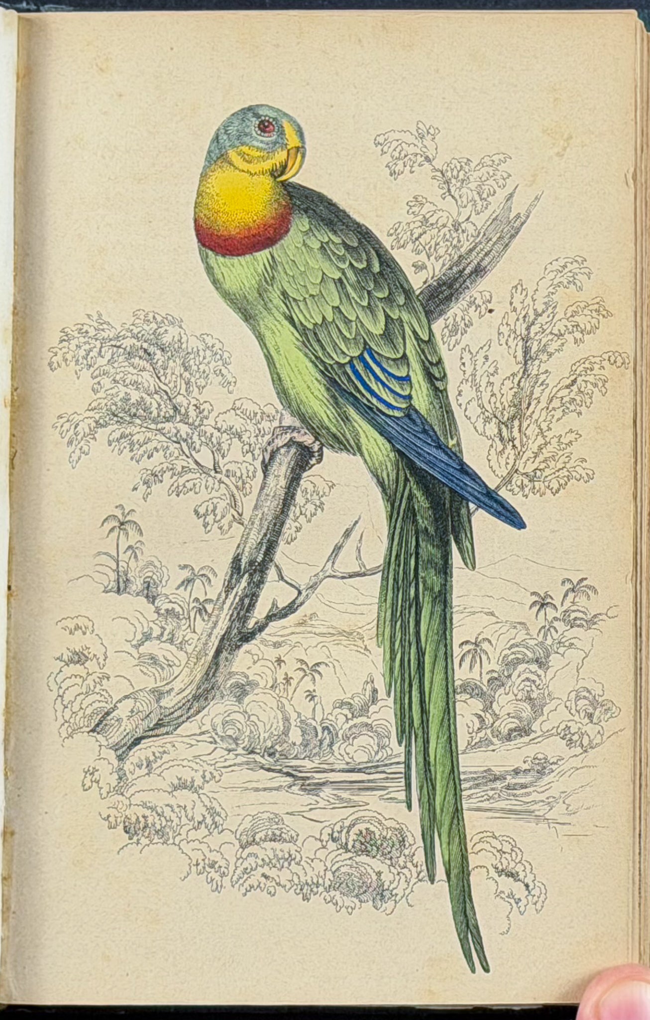 Jardine & Selby's Parrots - Volume with 30 Originally Hand-colored Engravings