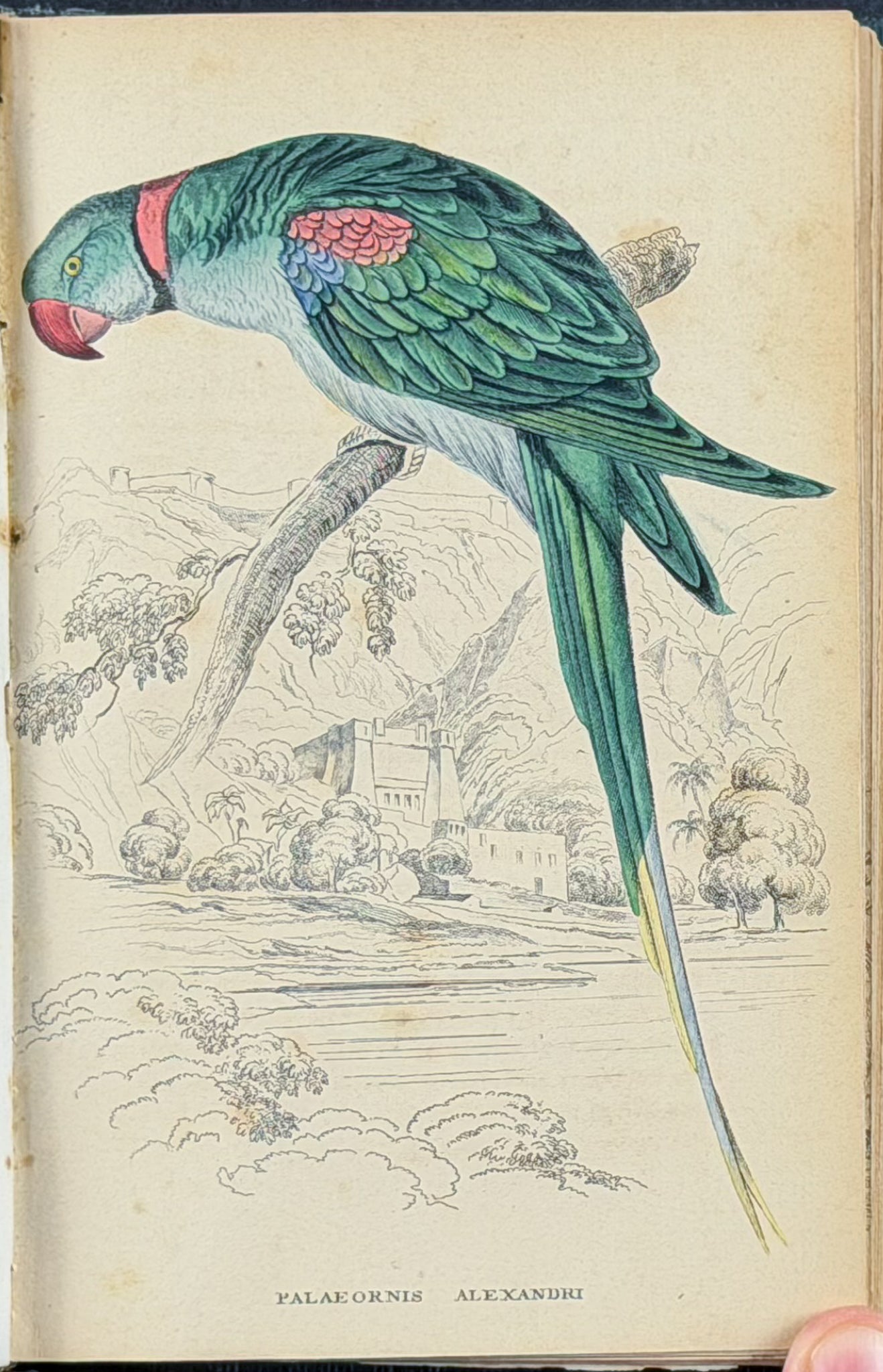 Jardine & Selby's Parrots - Volume with 30 Originally Hand-colored Engravings