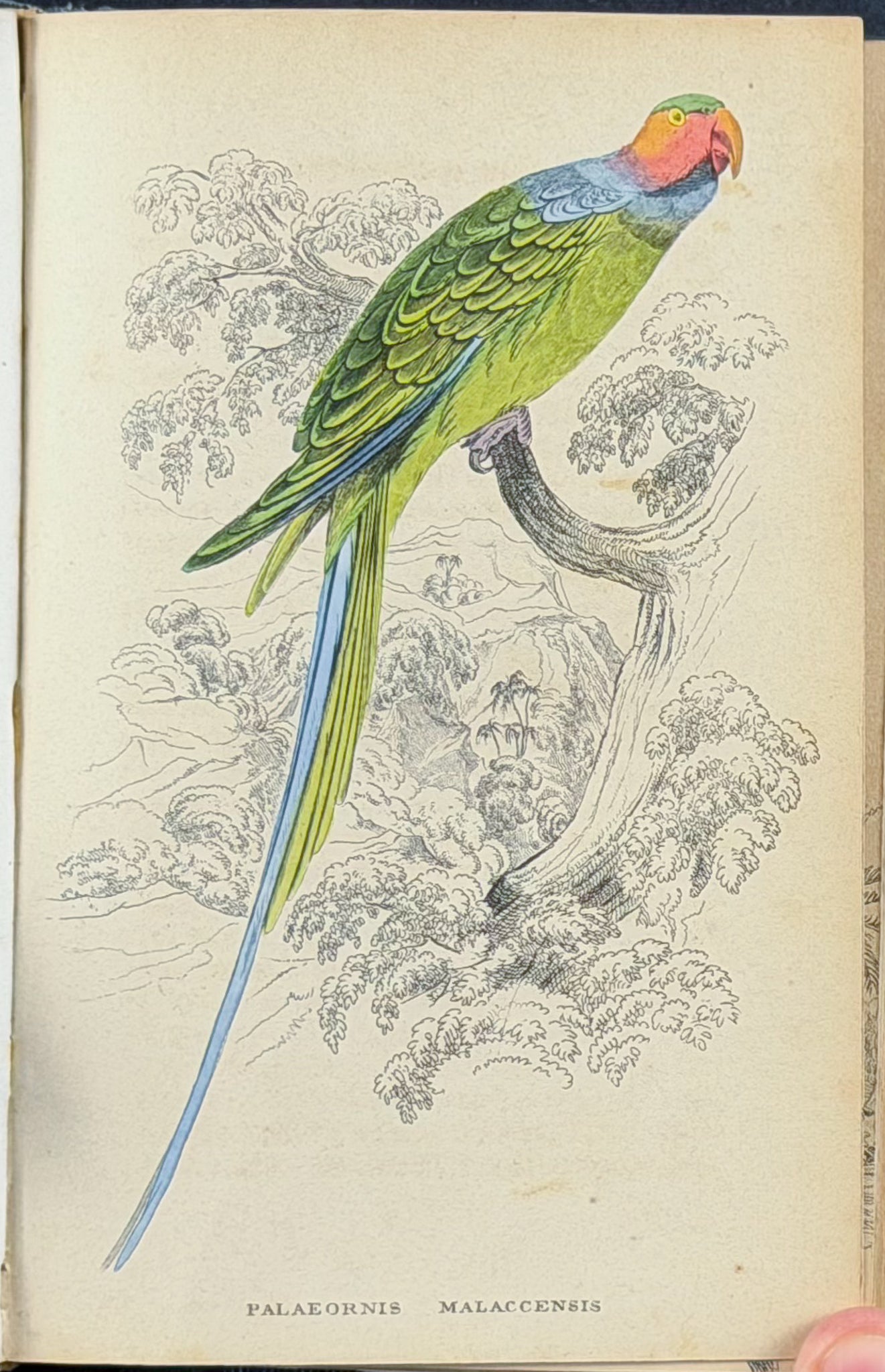 Jardine & Selby's Parrots - Volume with 30 Originally Hand-colored Engravings