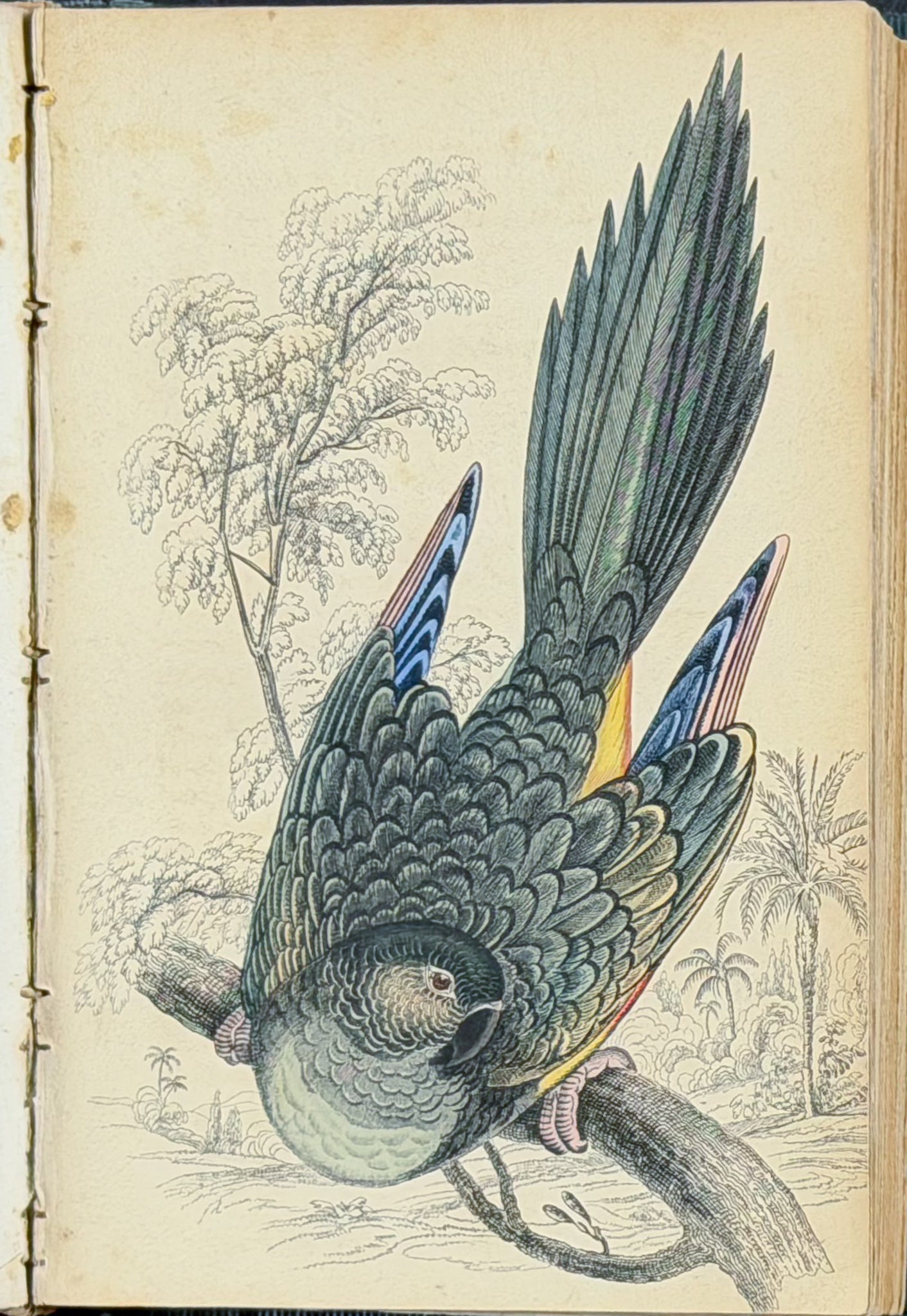 Jardine & Selby's Parrots - Volume with 30 Originally Hand-colored Engravings