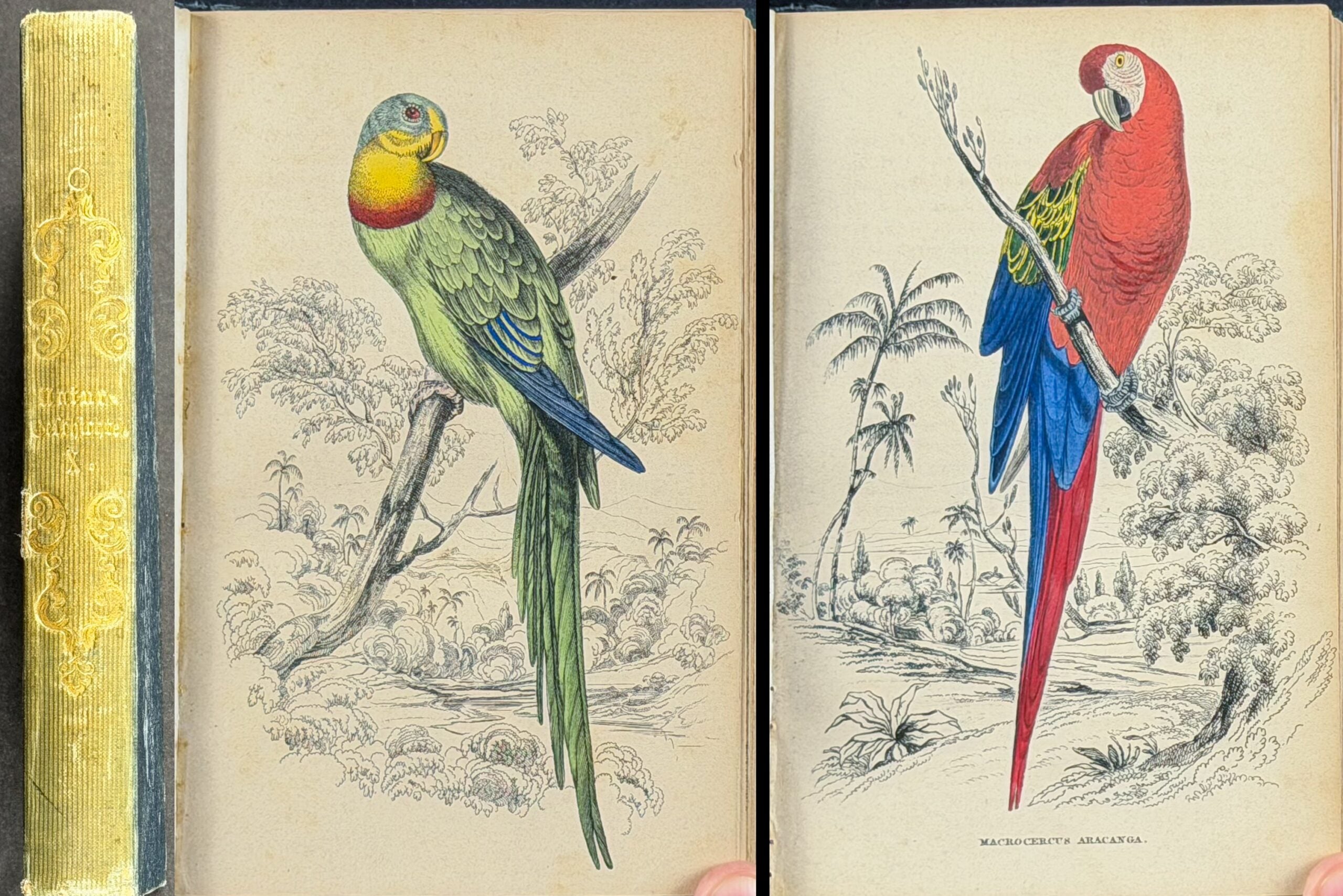 Jardine & Selby's Parrots - Volume with 30 Originally Hand-colored Engravings