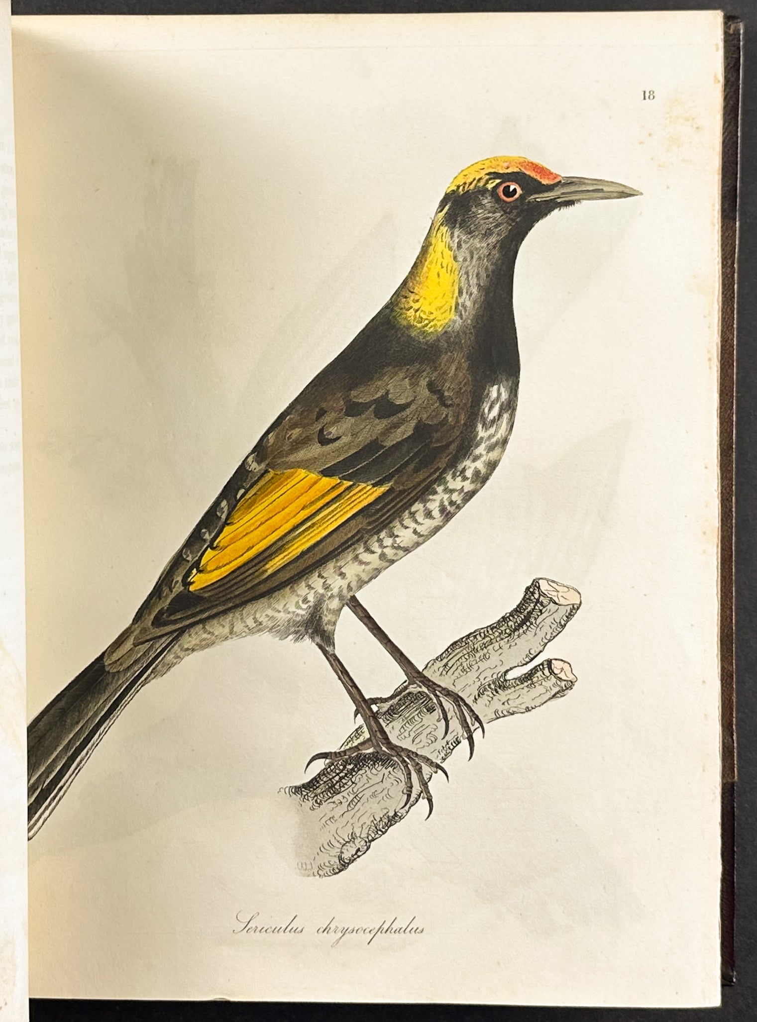 The Natural History of Birds