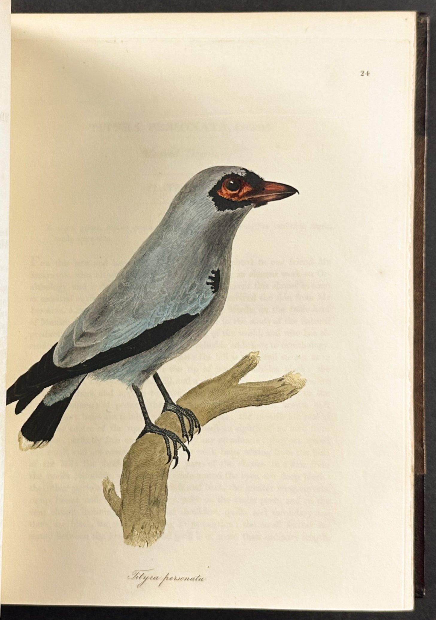 The Natural History of Birds