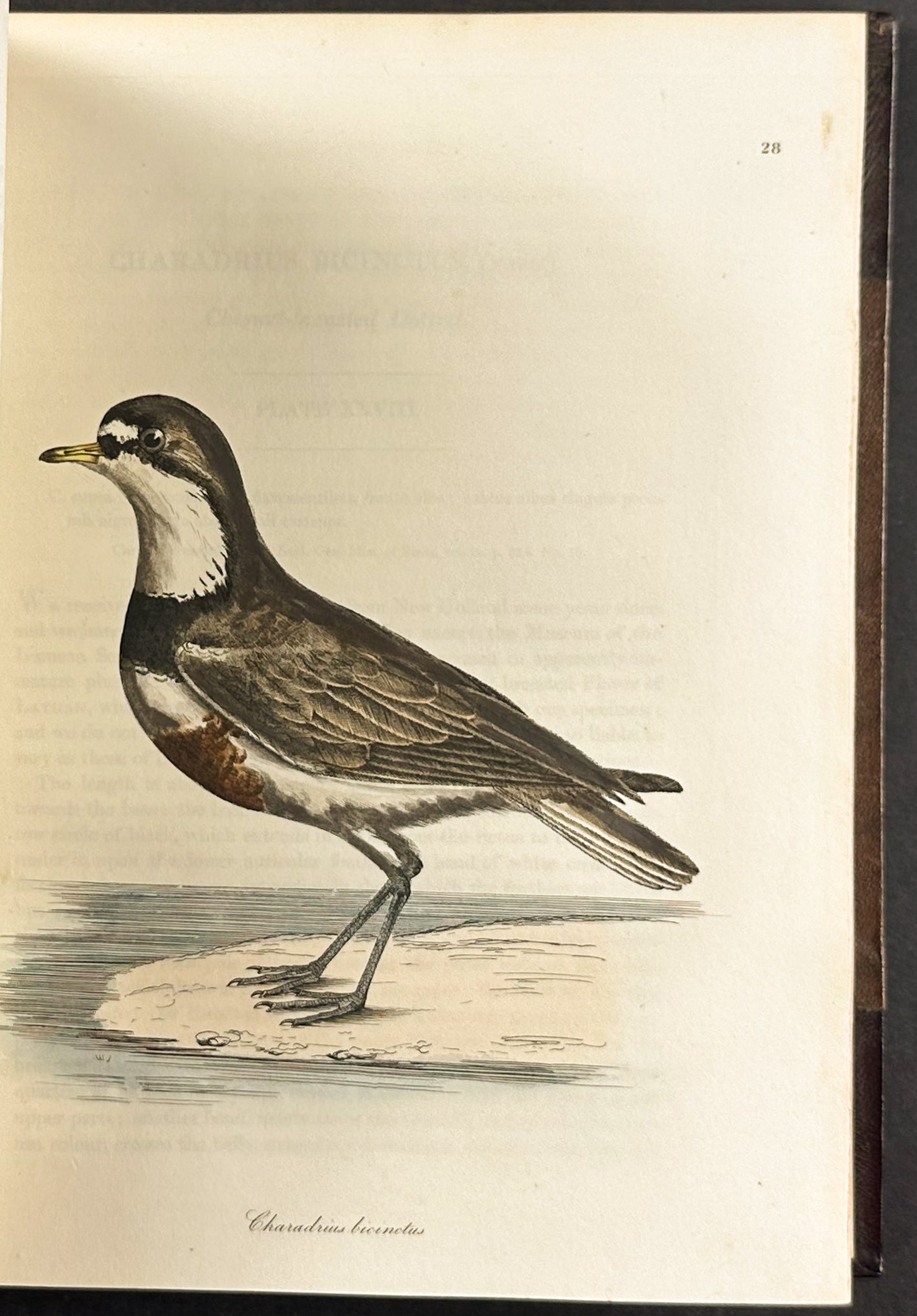 The Natural History of Birds