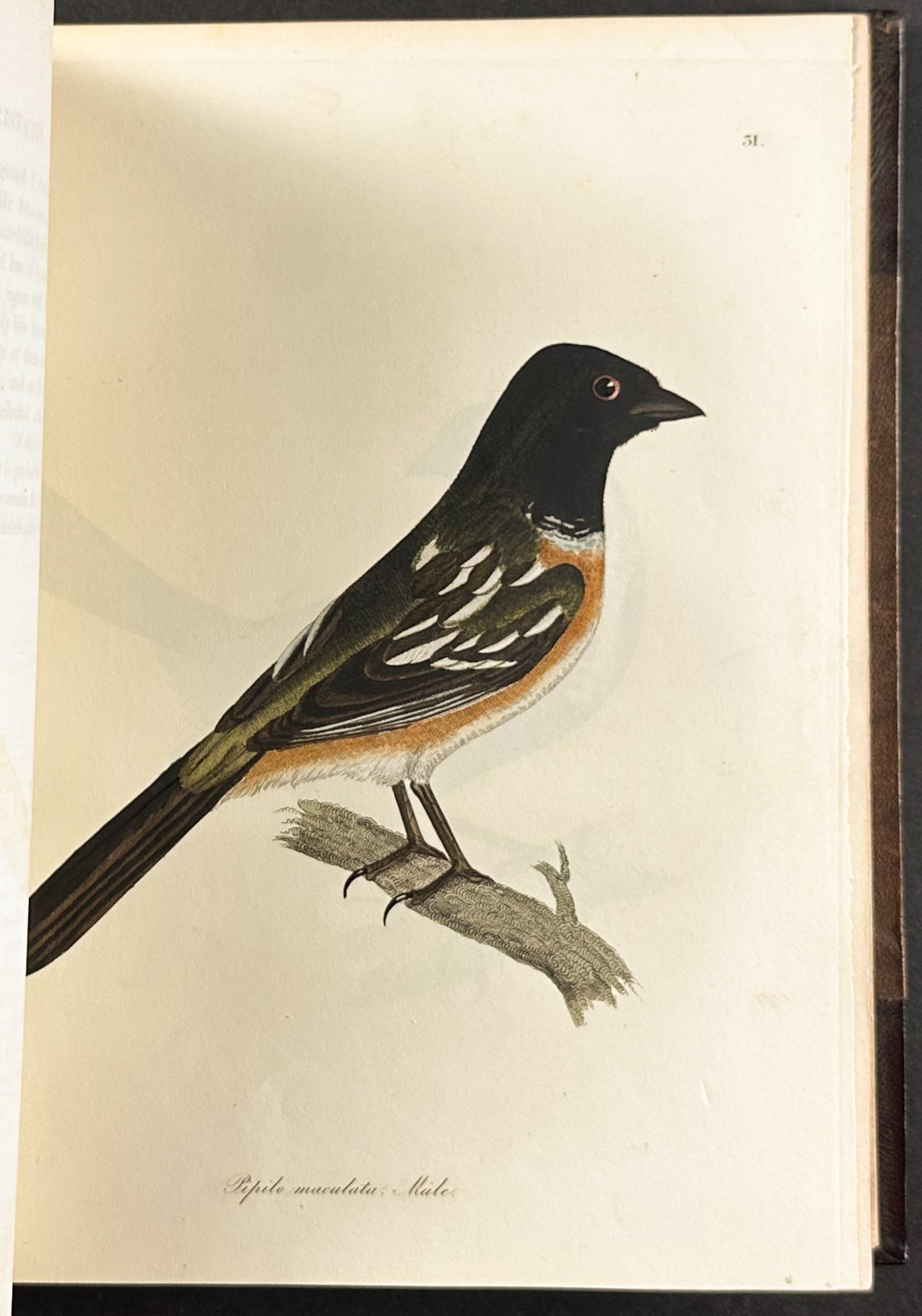 The Natural History of Birds