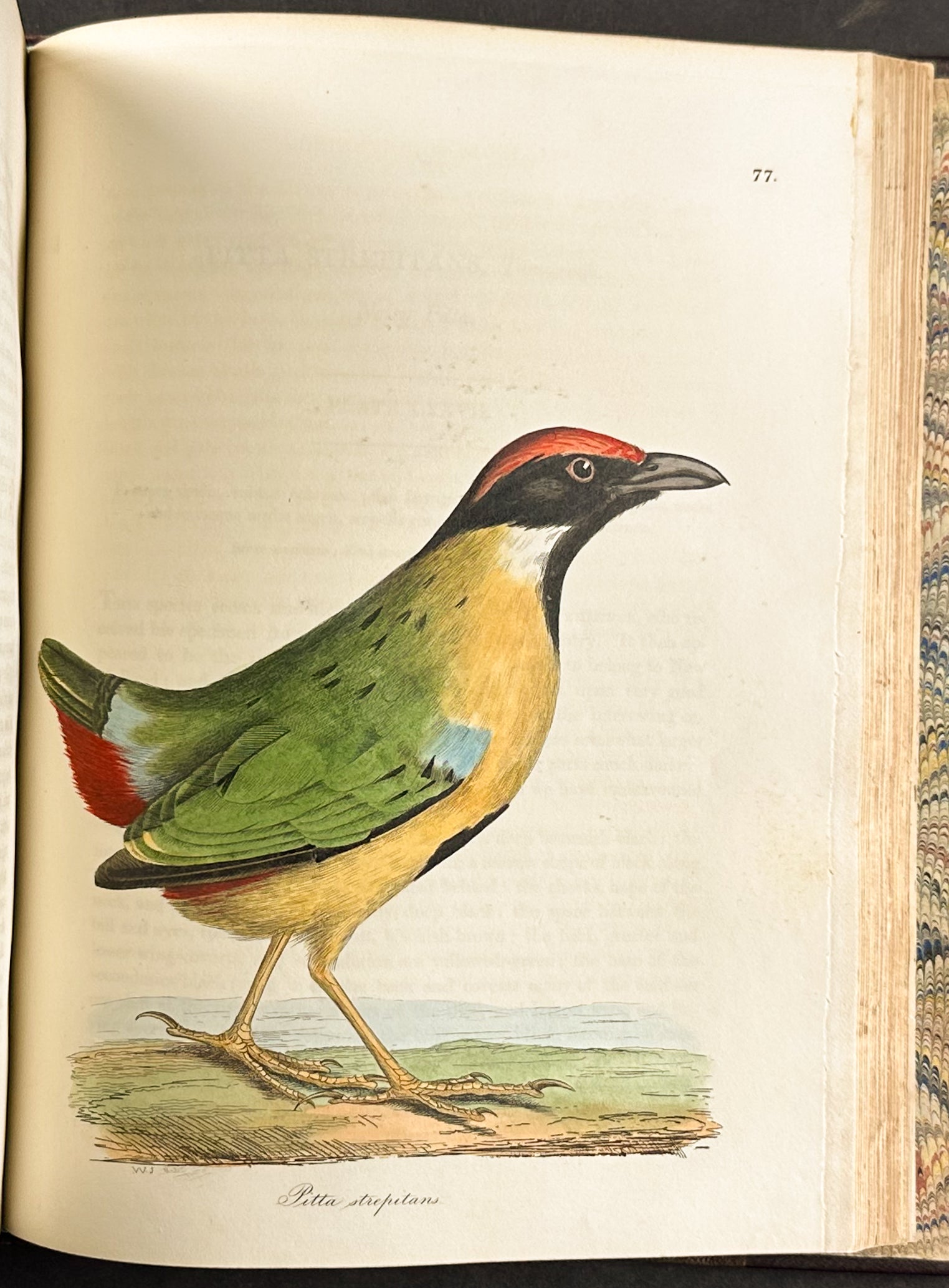 The Natural History of Birds