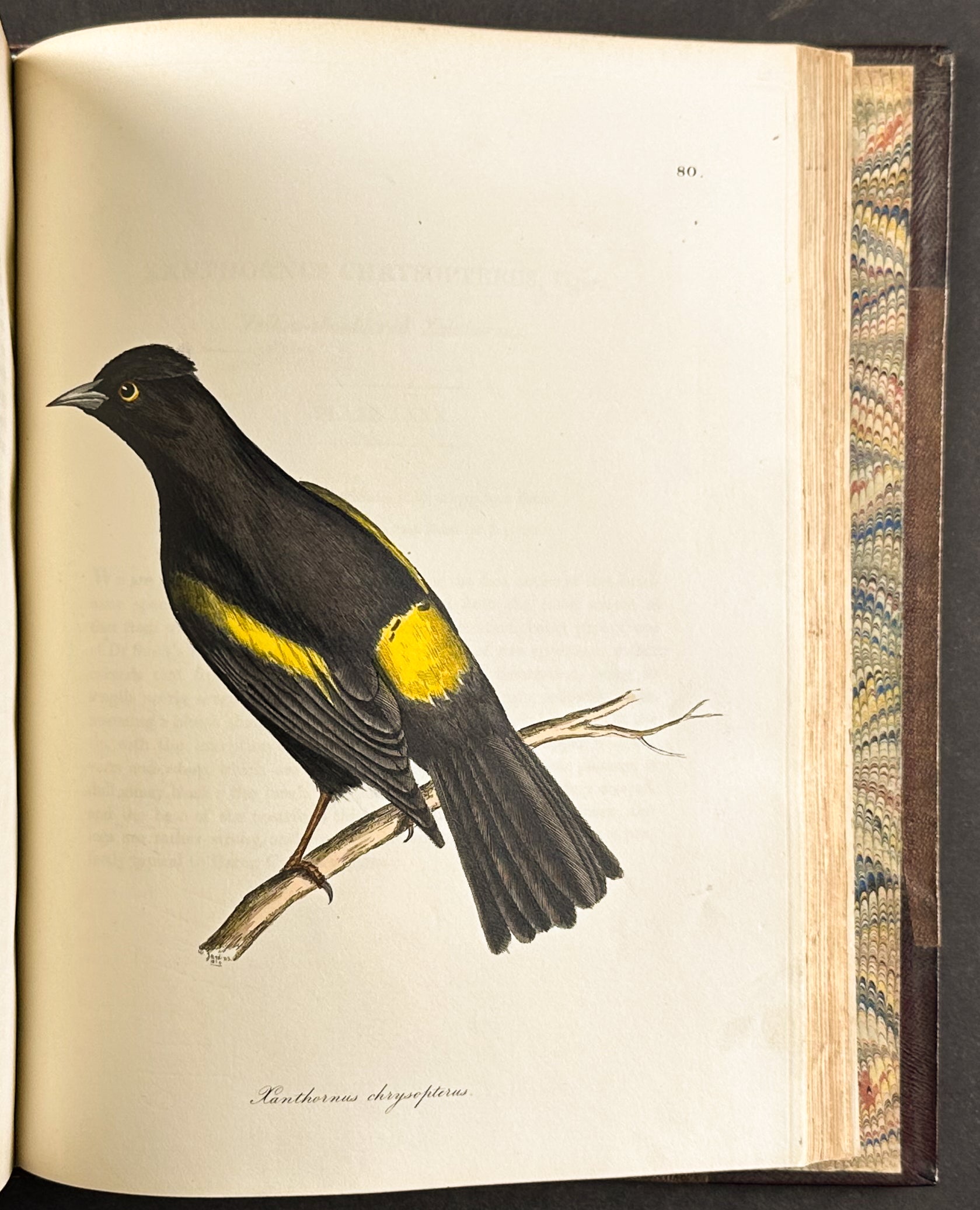 The Natural History of Birds