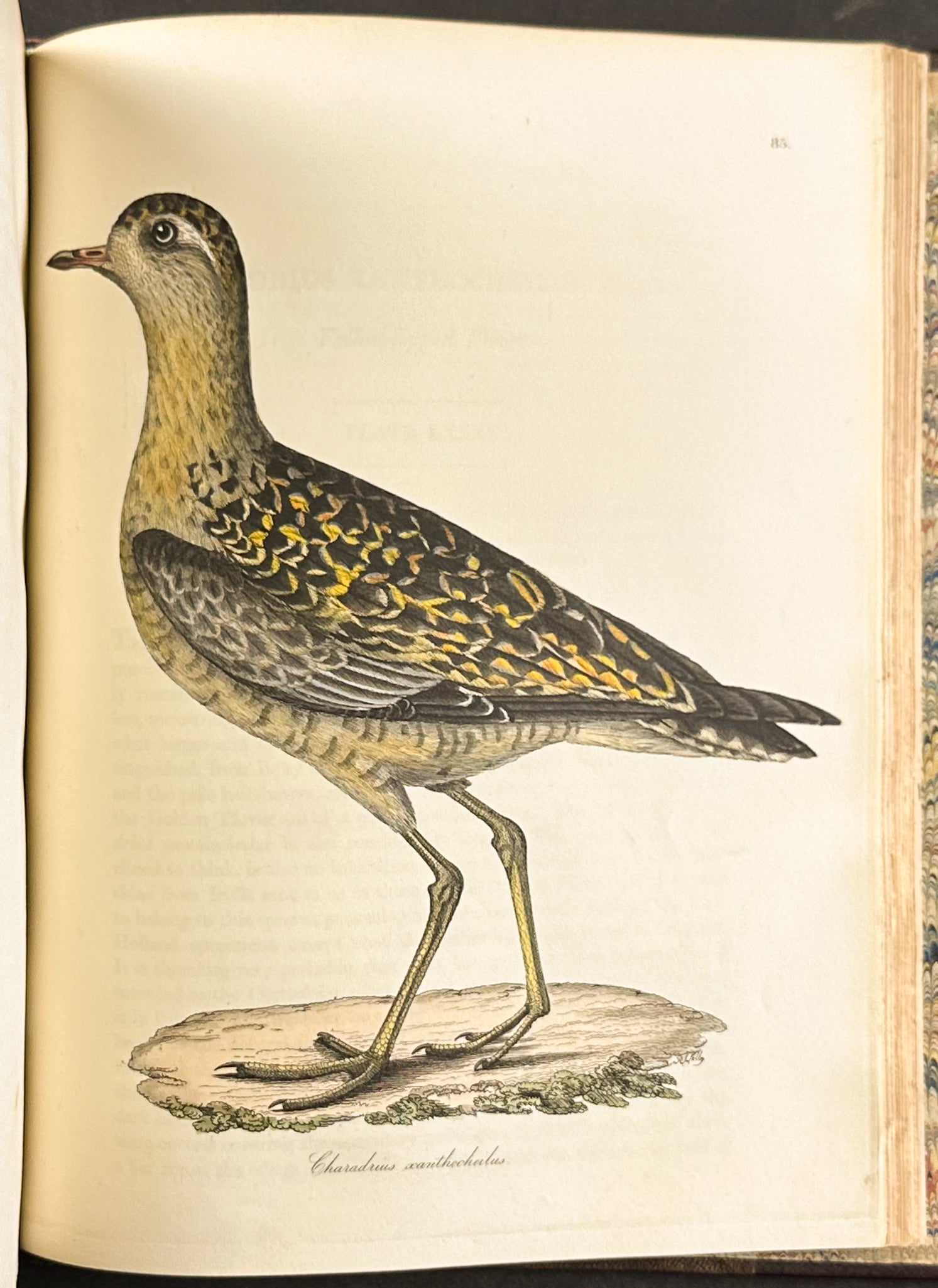 The Natural History of Birds