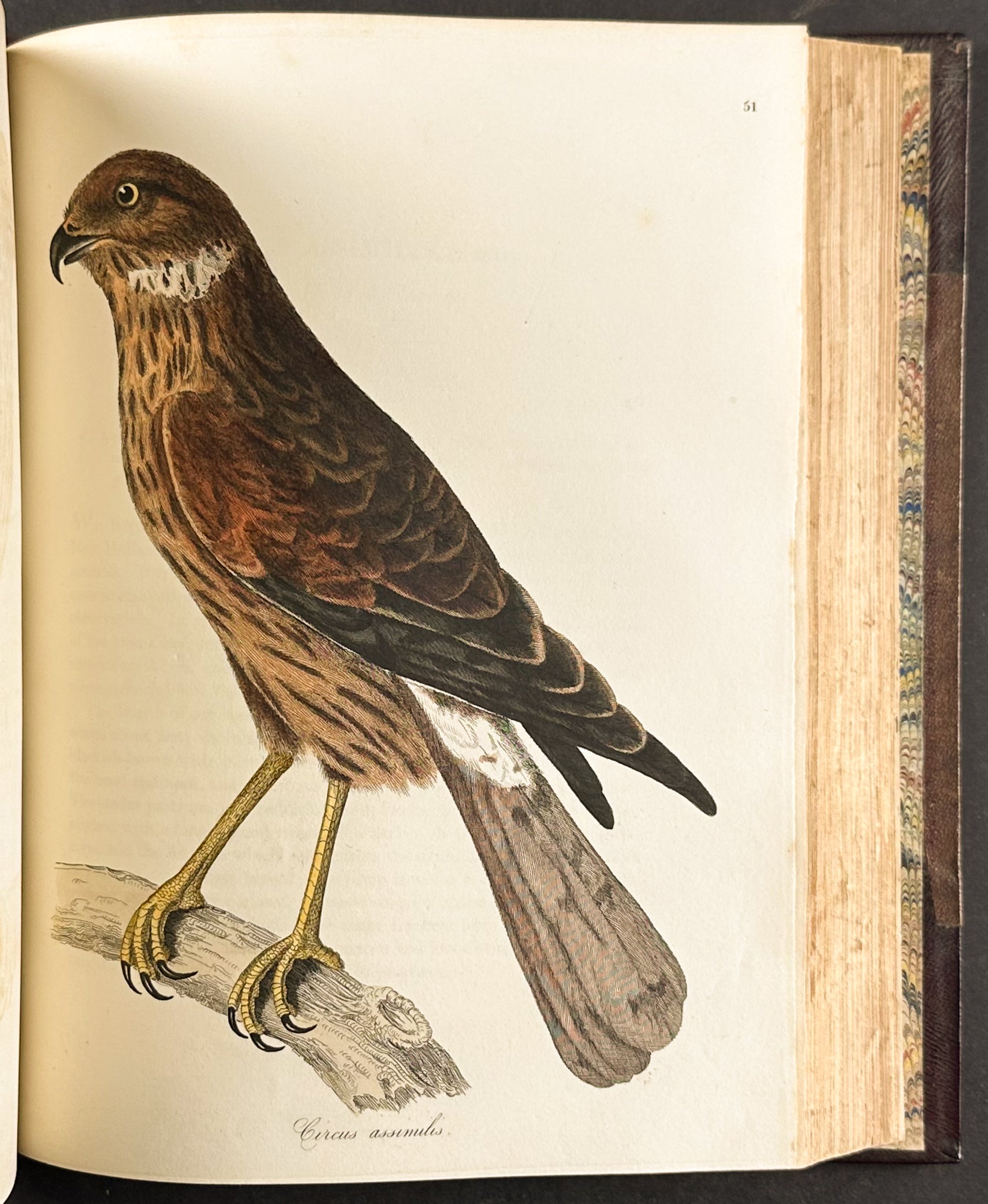 The Natural History of Birds