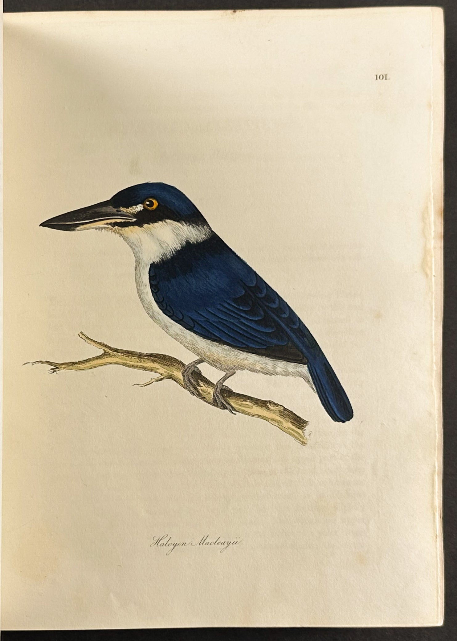 The Natural History of Birds
