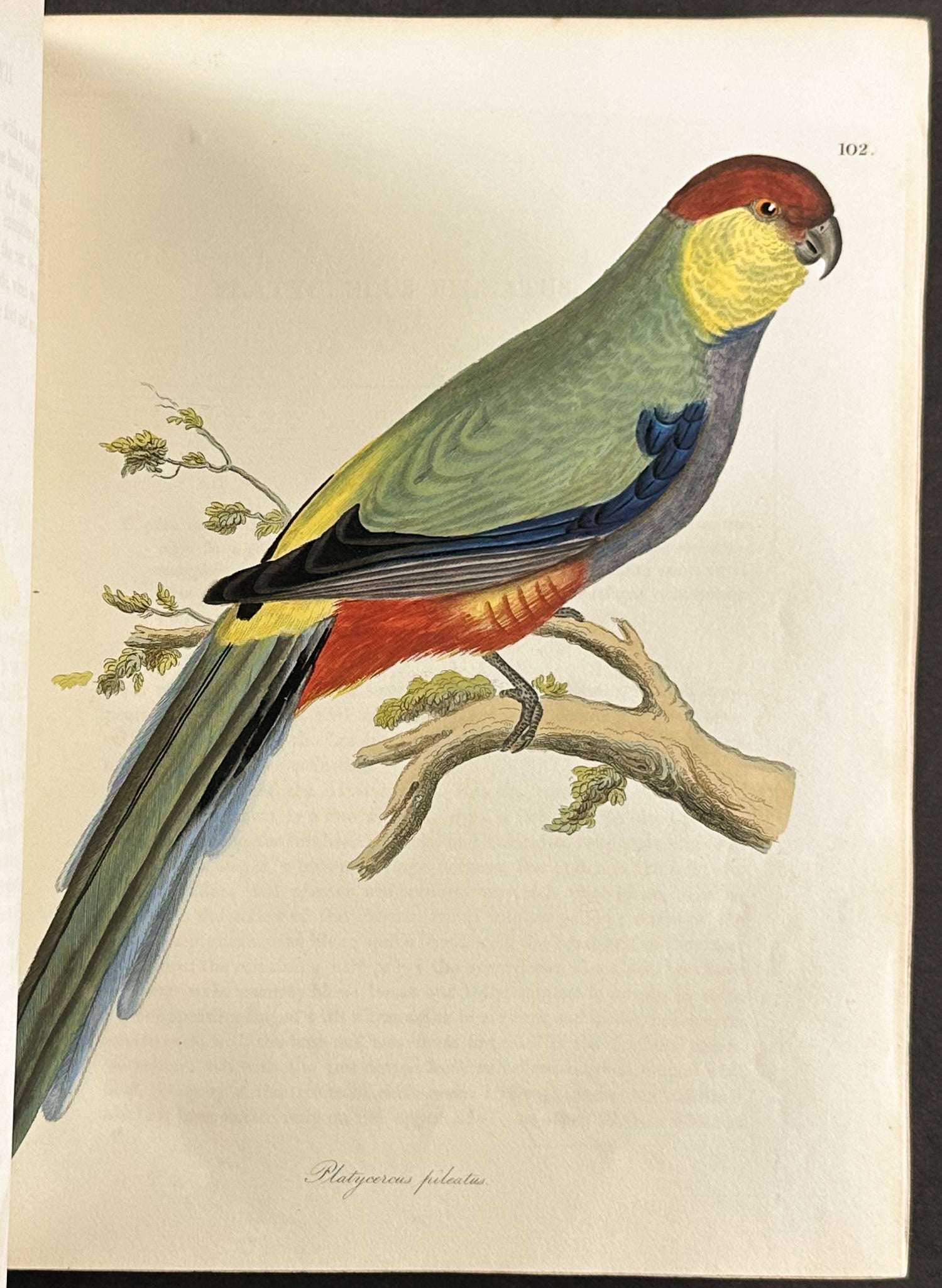 The Natural History of Birds
