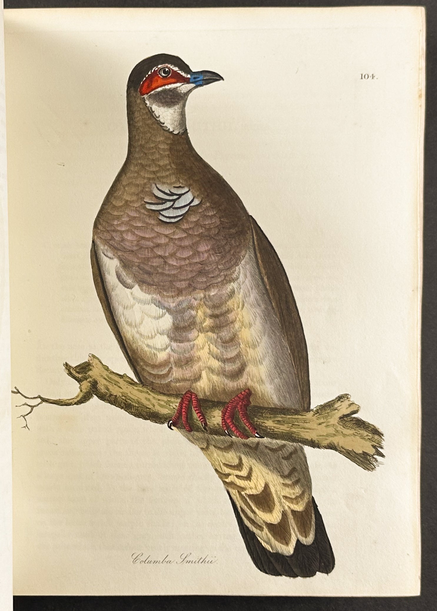 The Natural History of Birds