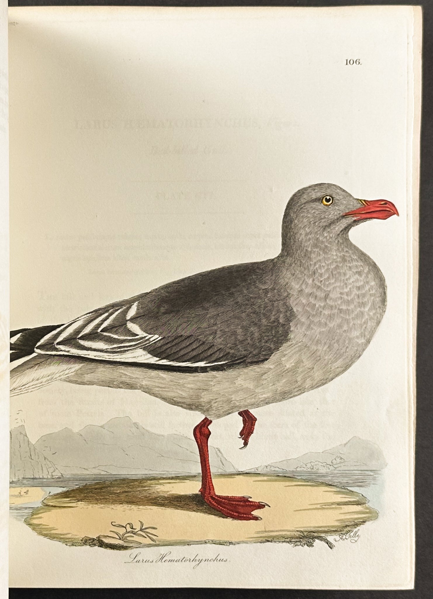 The Natural History of Birds