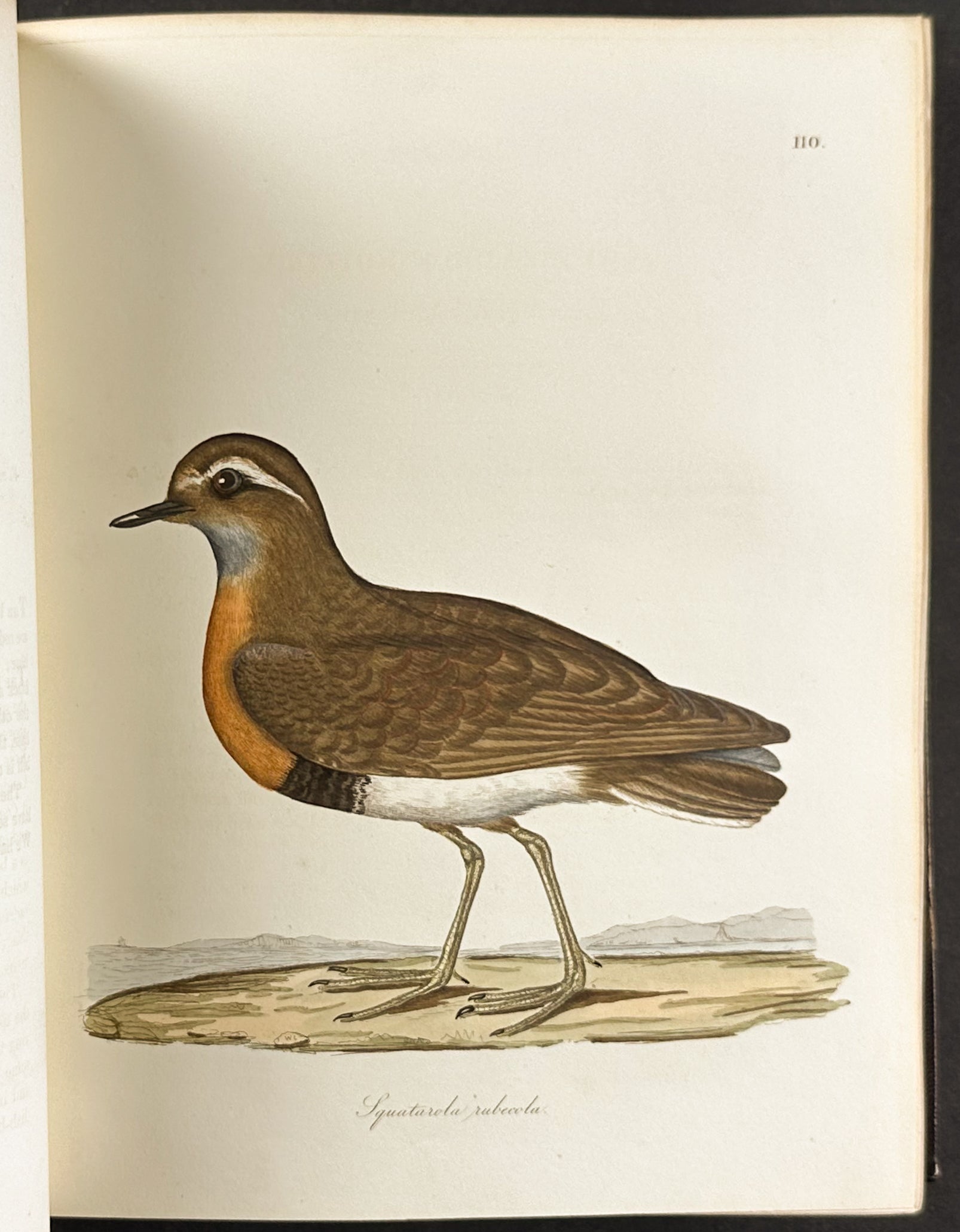 The Natural History of Birds