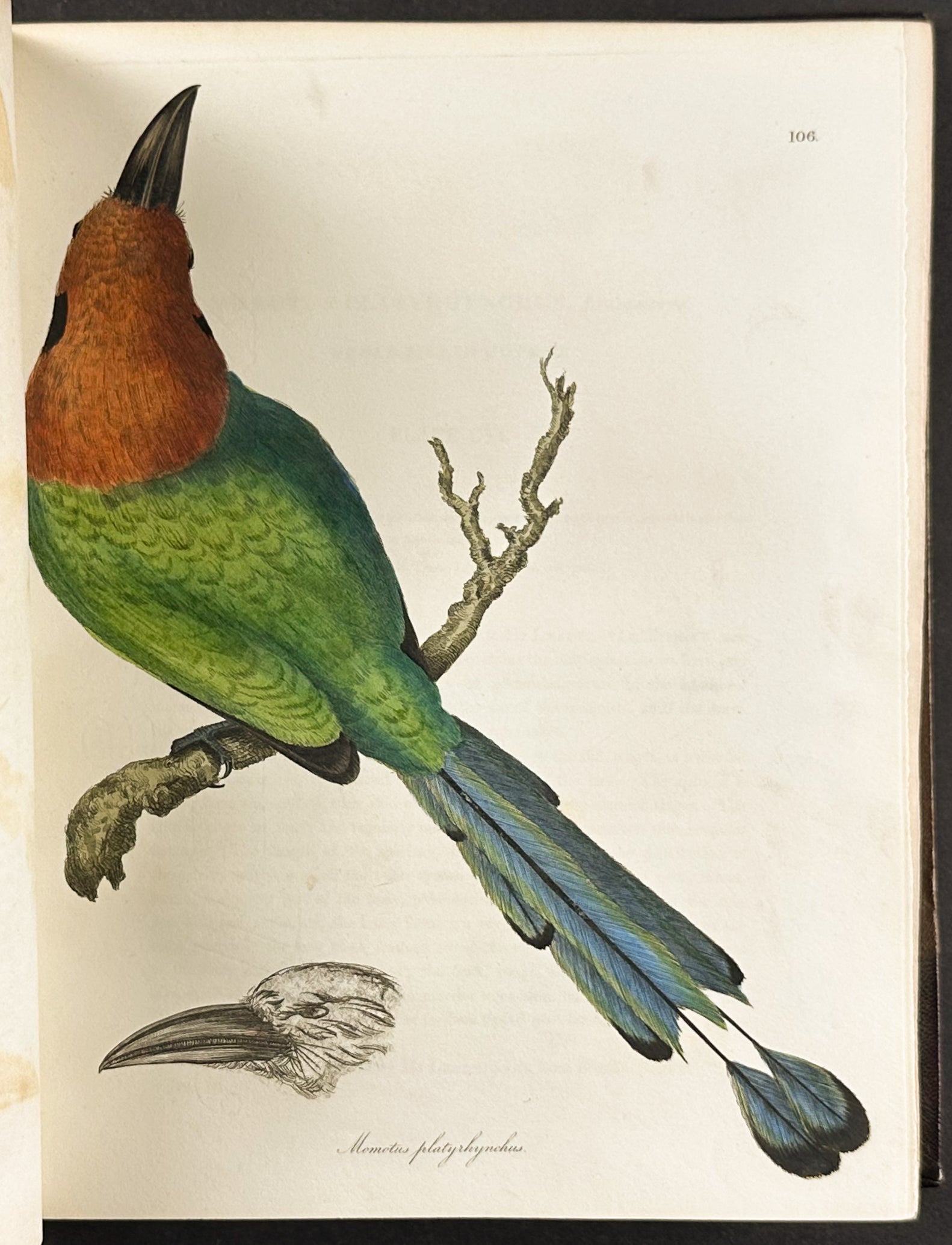 The Natural History of Birds