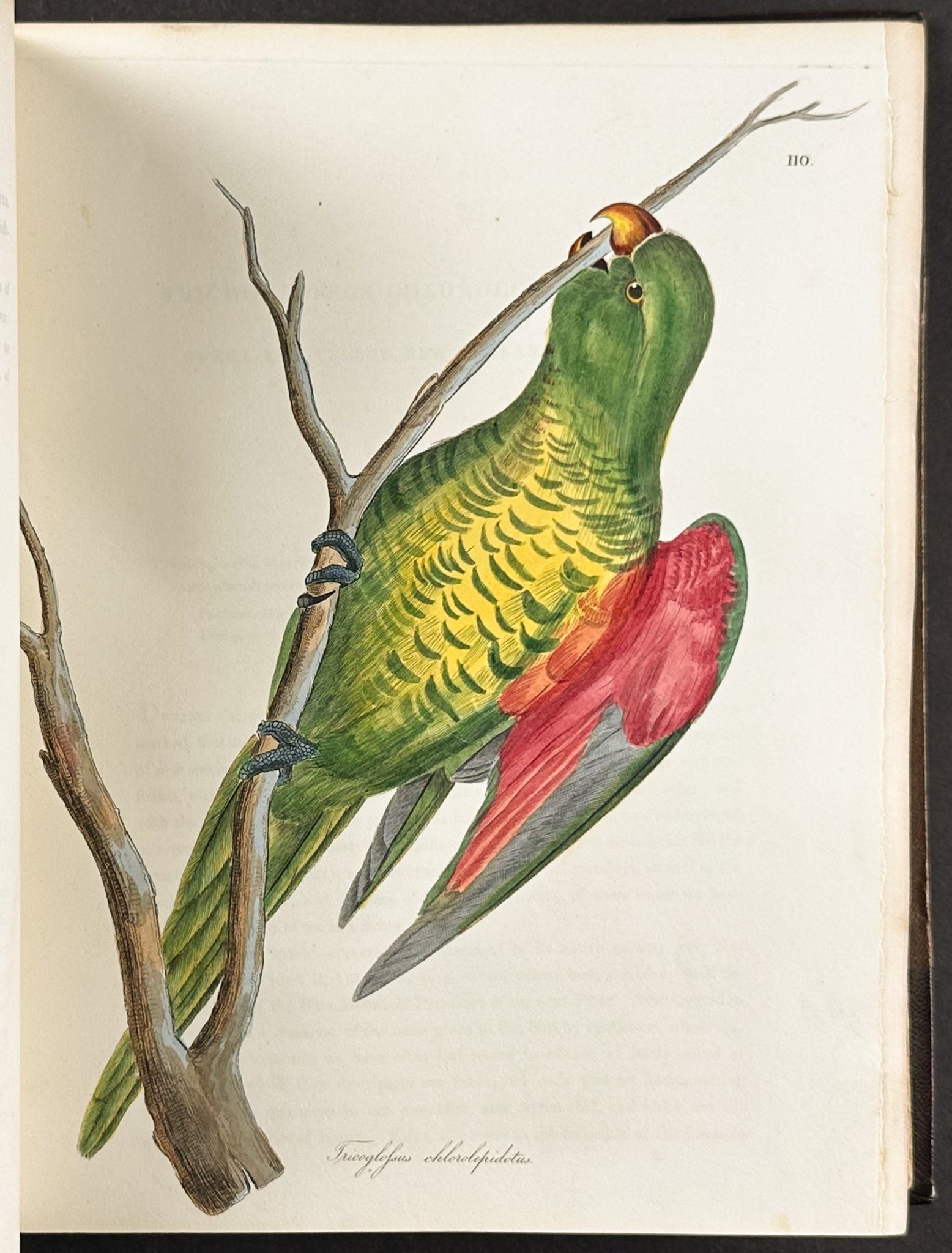 The Natural History of Birds