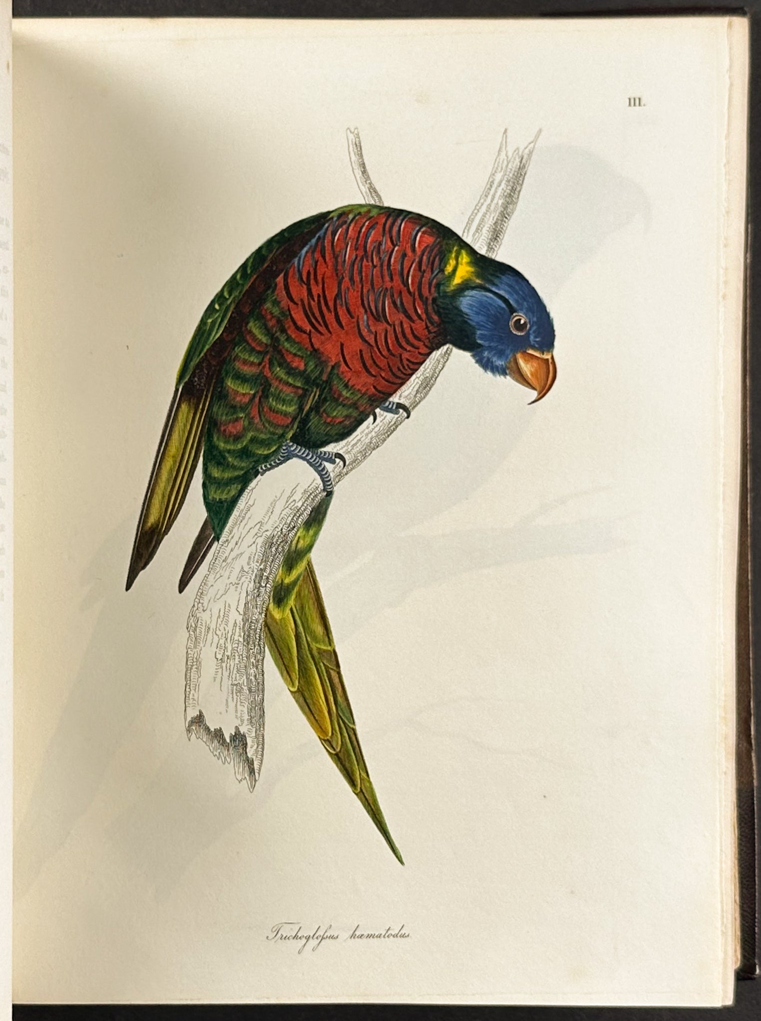 The Natural History of Birds