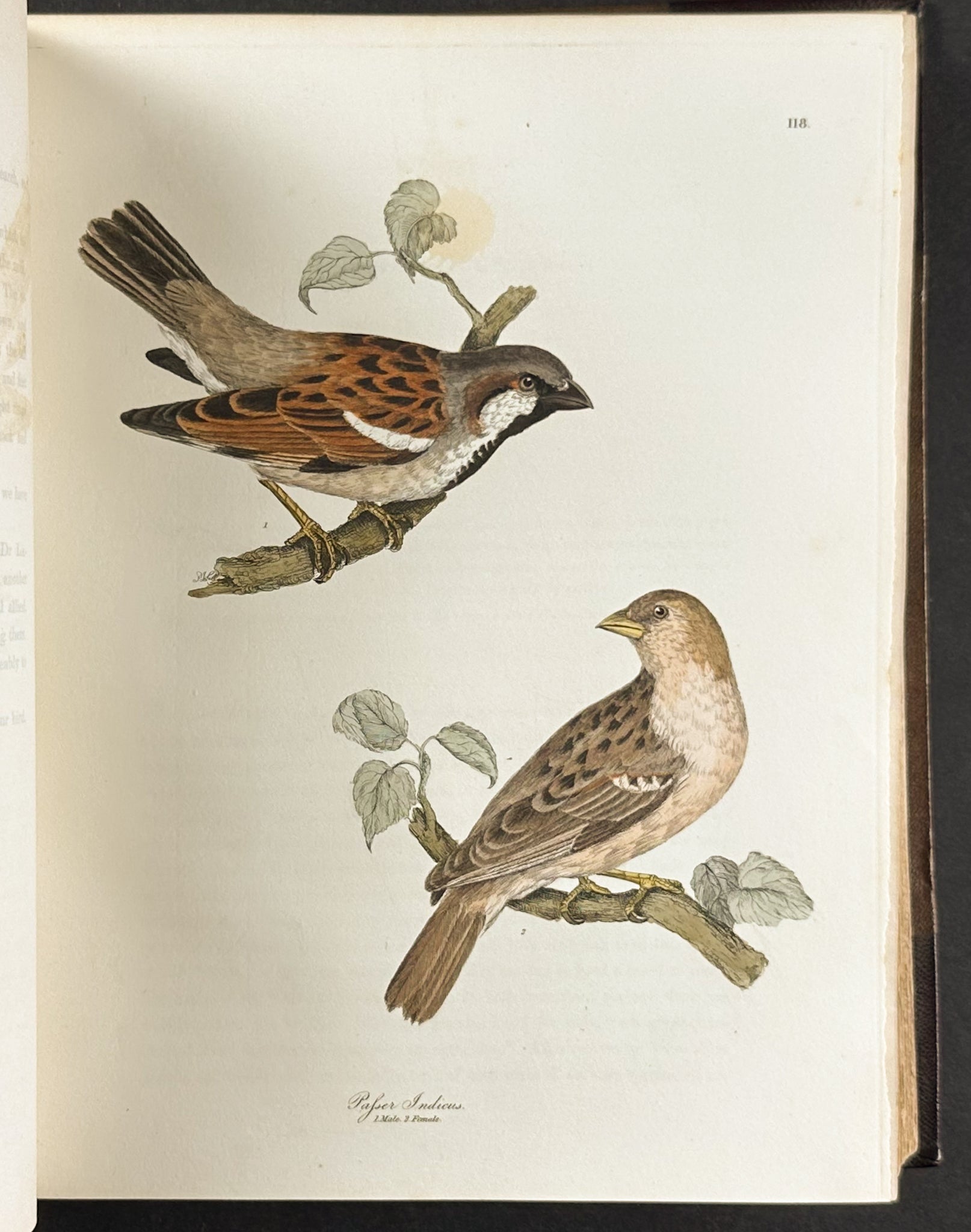 Natural History of Birds