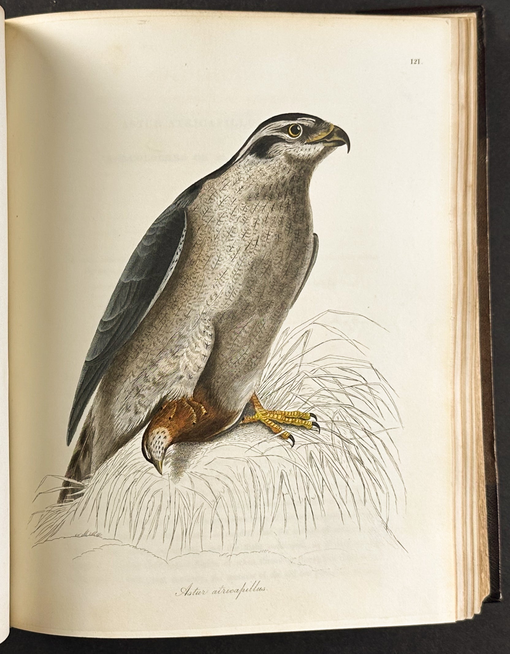 Natural History of Birds
